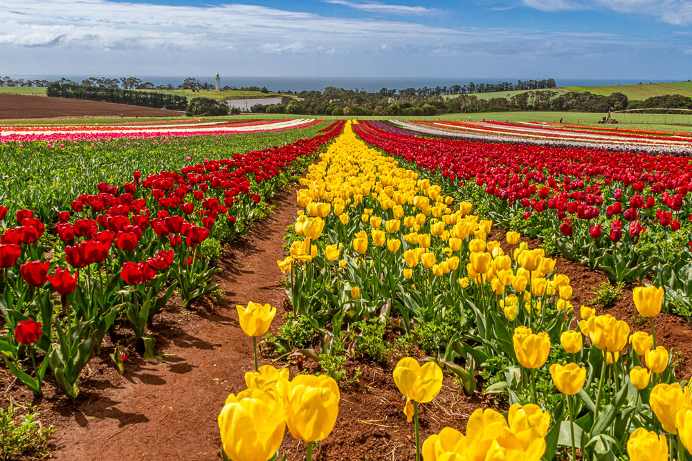 Tulip time at Table Cape Tulip Farm, Wynyard.