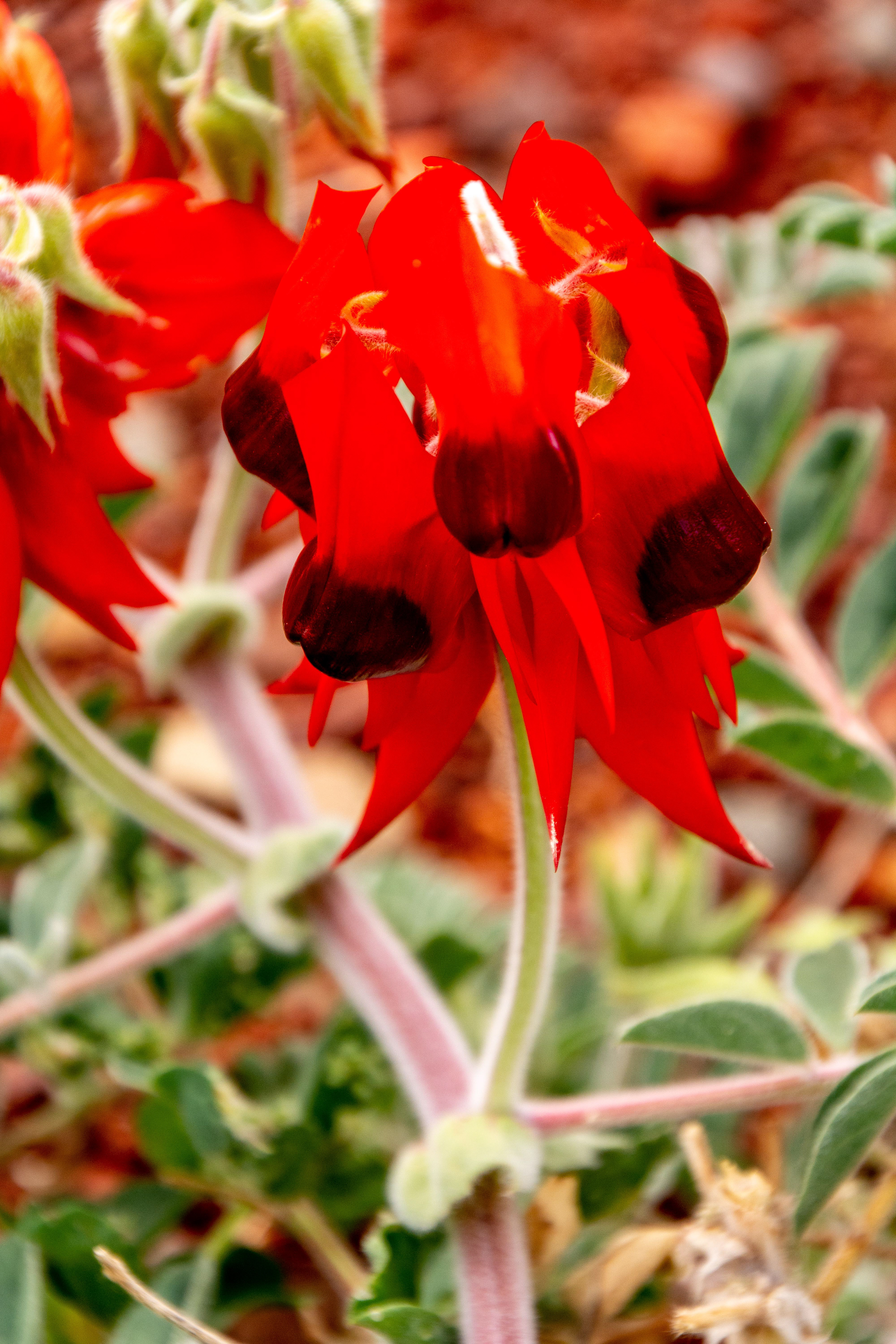 Stuart's Desert Pea flowering prolifically by the roadside