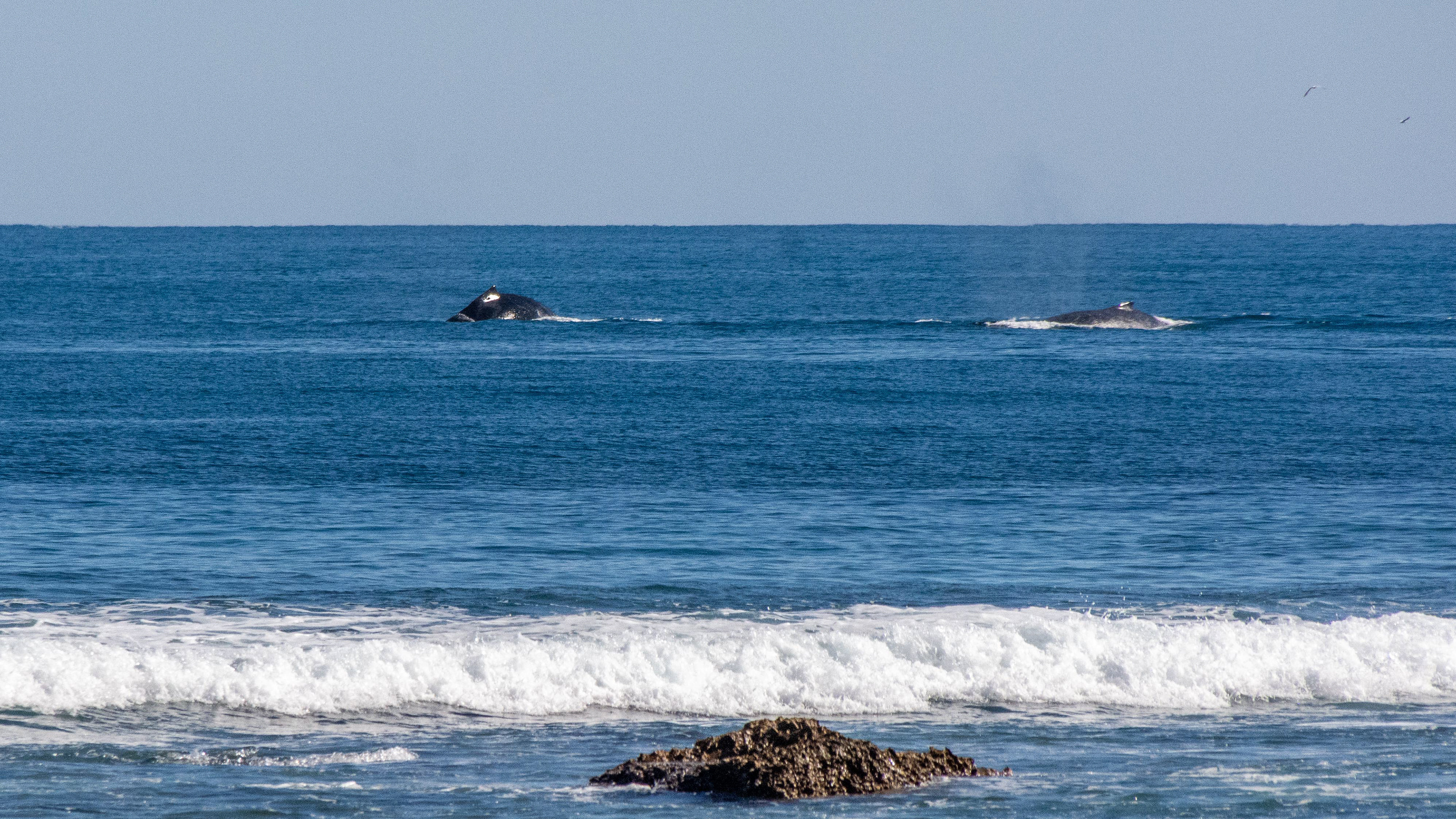 Quobba Station - Humpback whales cruise past just beyond the reef edge.