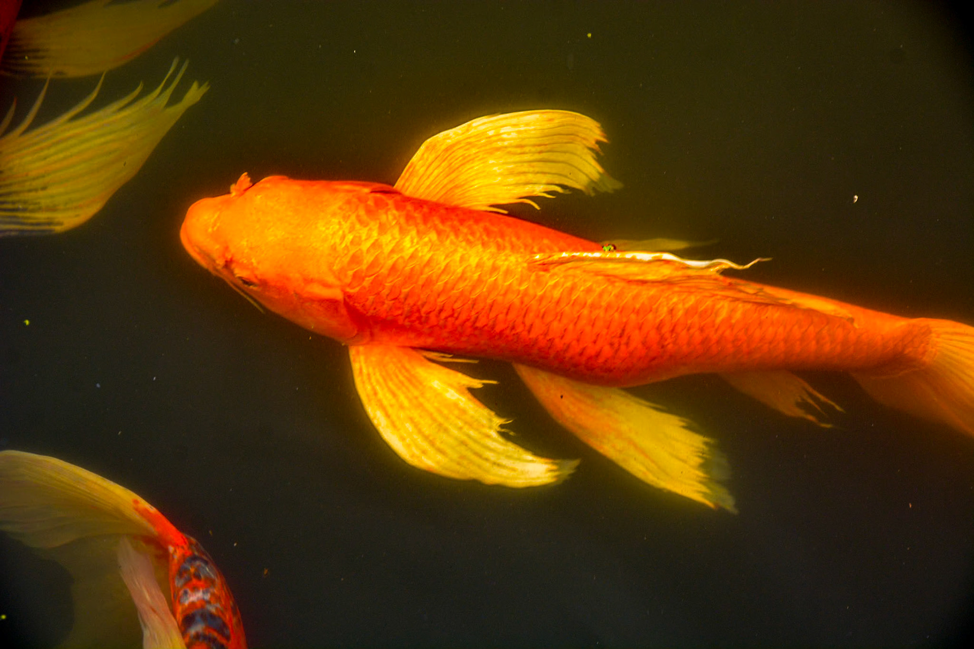 Ninomaru Gardens - This impressively coloured Koi provides a pop of colour against the dark pond water as it catches the sunlight.