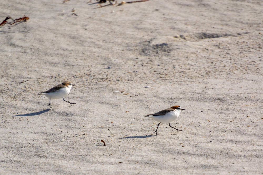 A male Red-capped Plover with a female in the background.