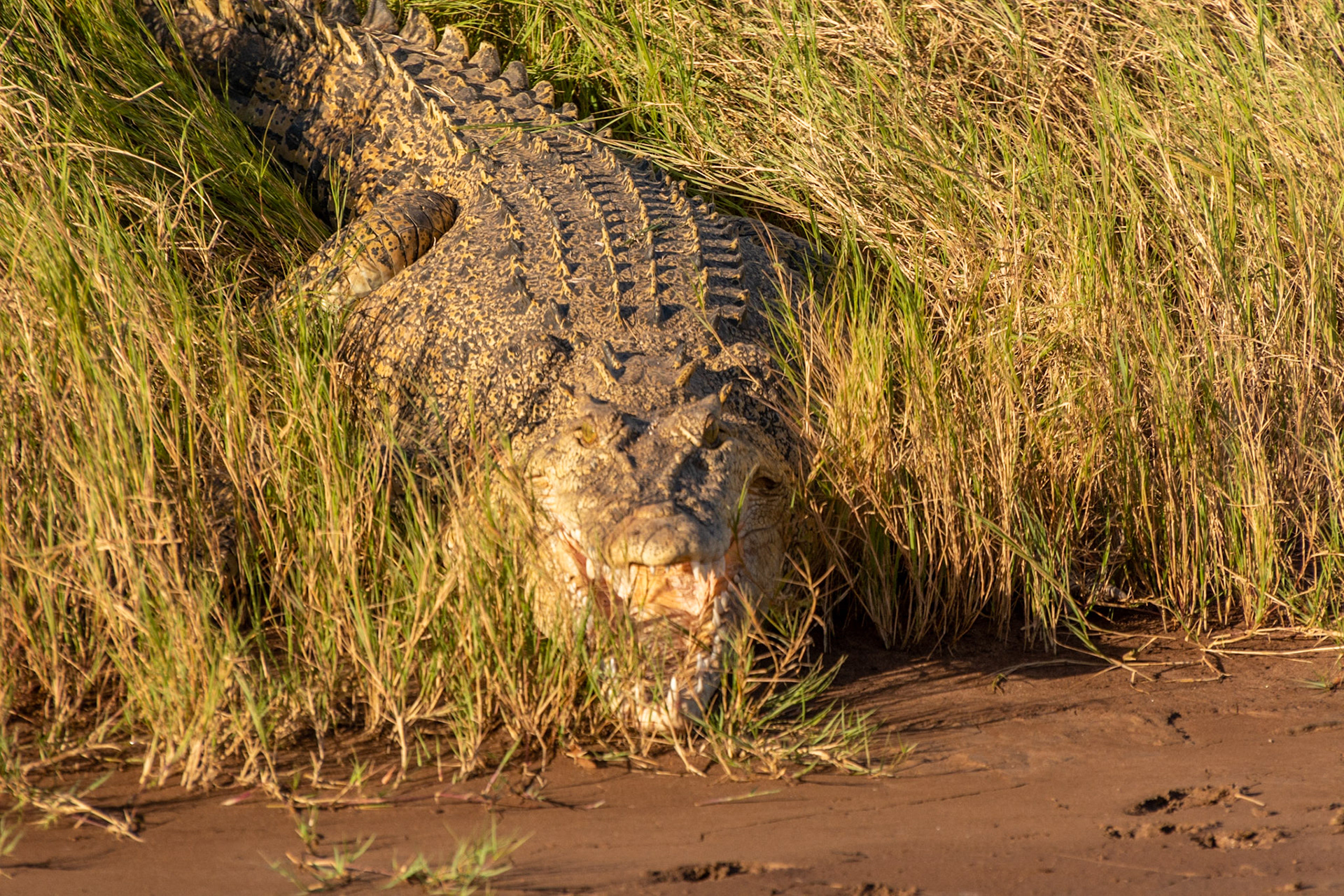 Victoria River .......... our only sighting of saltwater croc.
