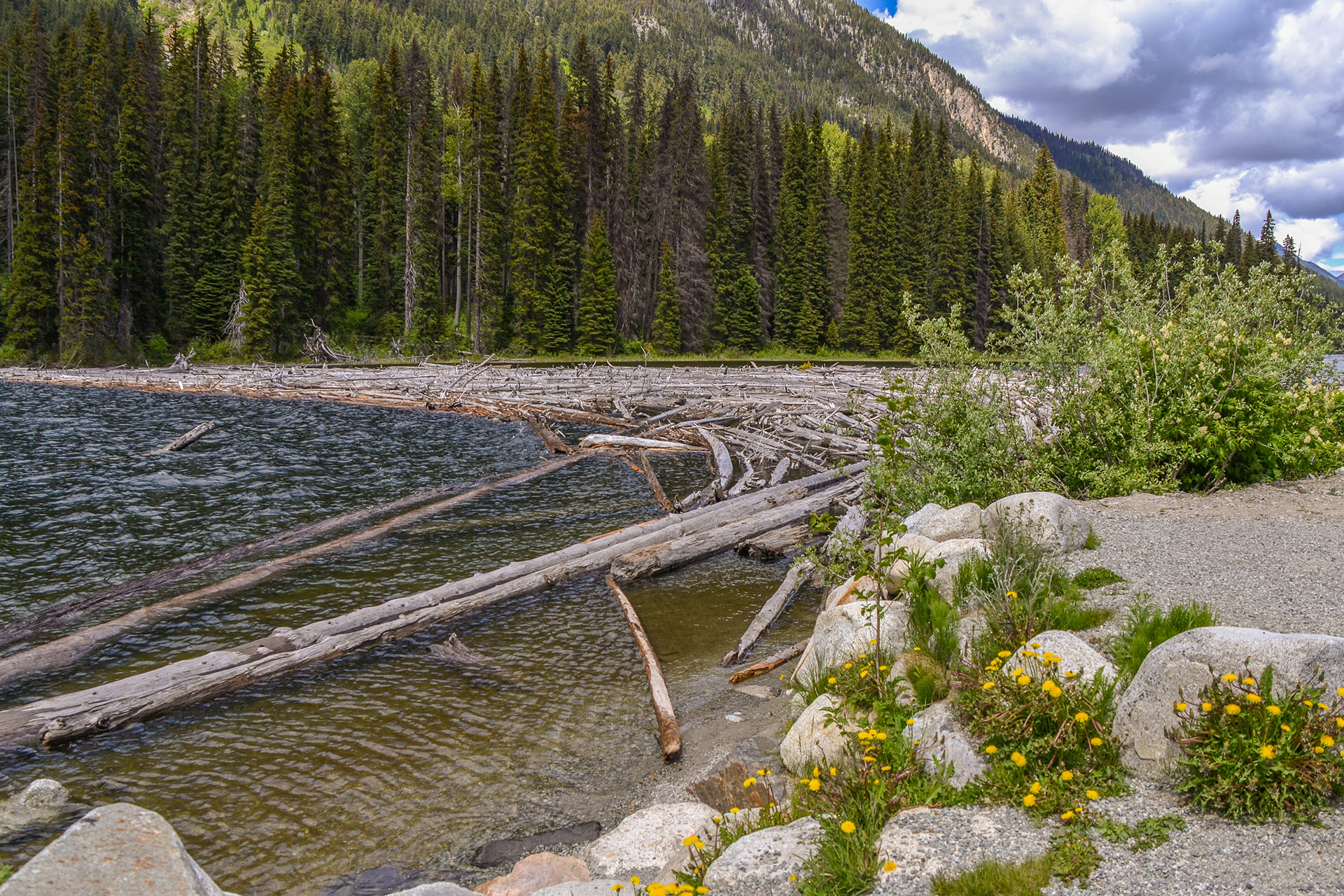 A log jam on a lake as we near Lillooet.