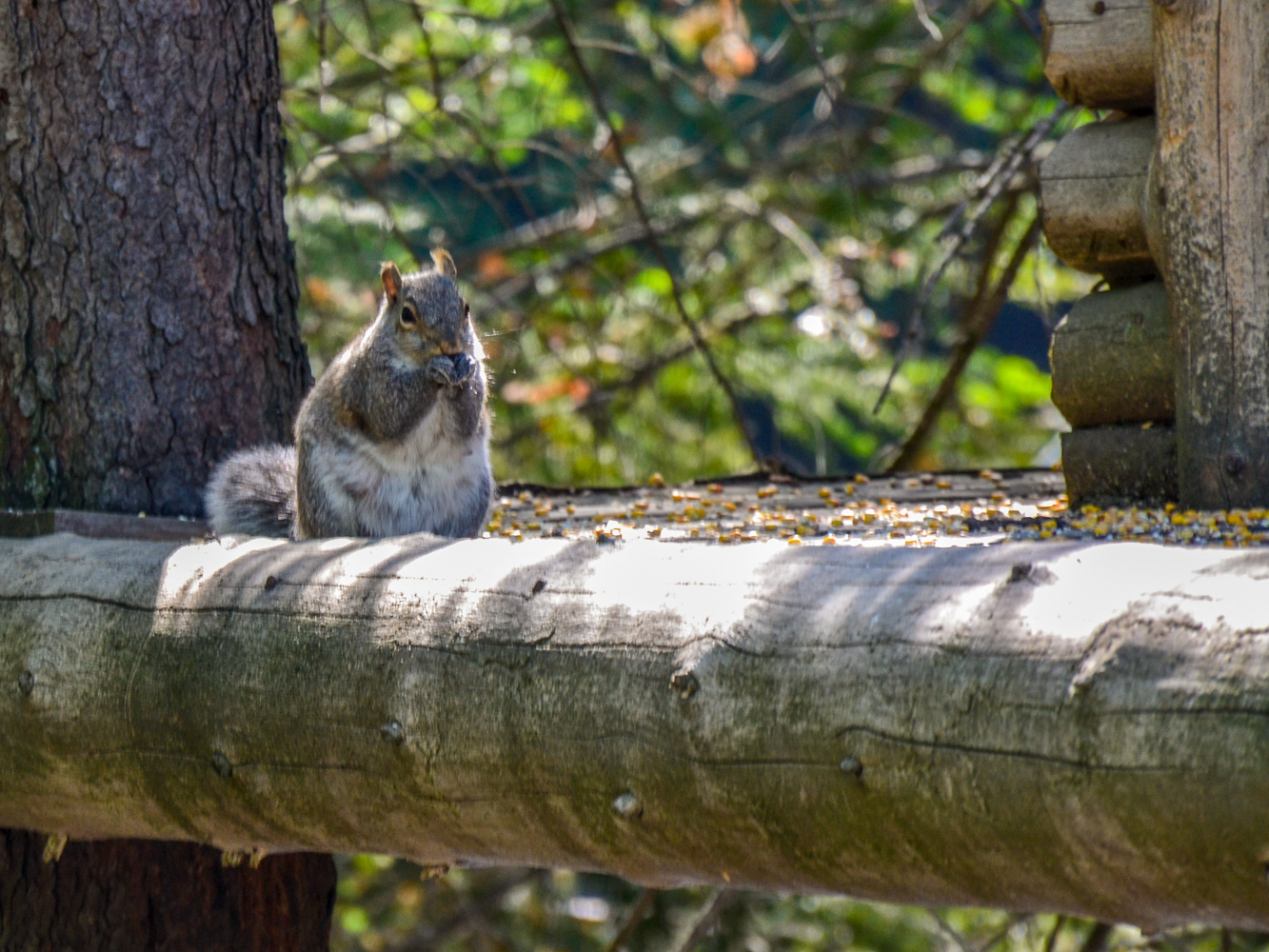 An Eastern Grey Squirrel poses nicely for us as it nibbles happily on an acorn.