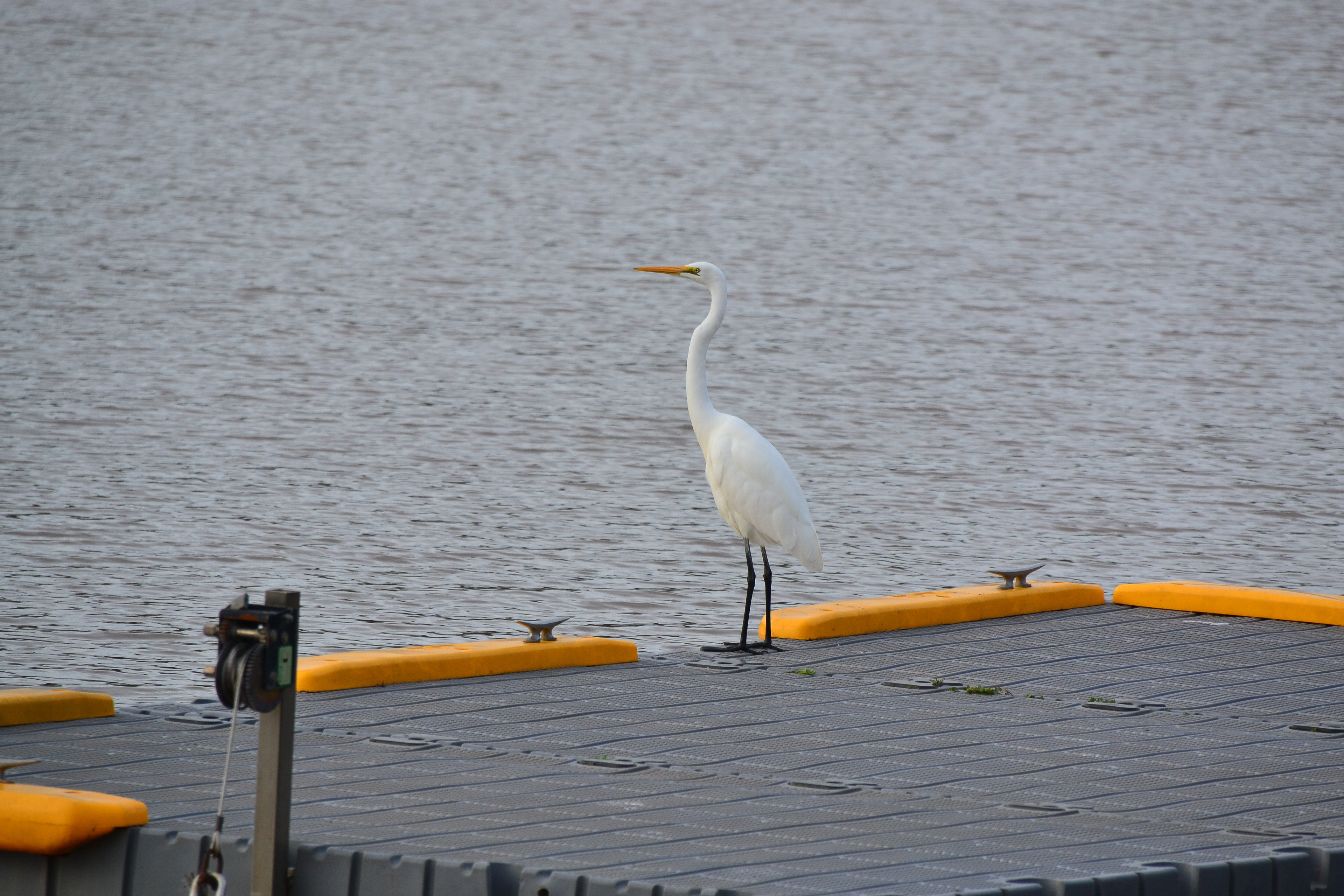 An Egret makes use of the pontoon to hunt fish.