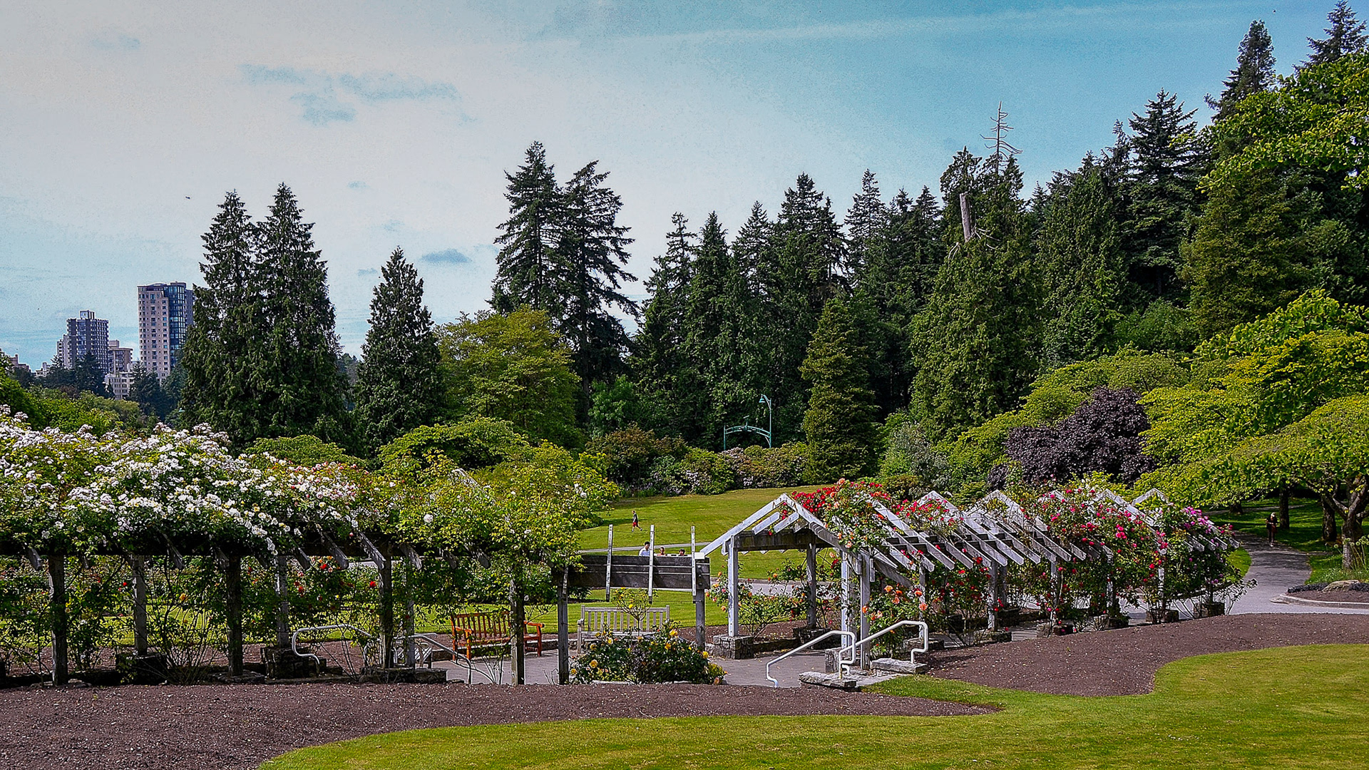 Stanley Park rose gardens with the city highrise buildings in the background.