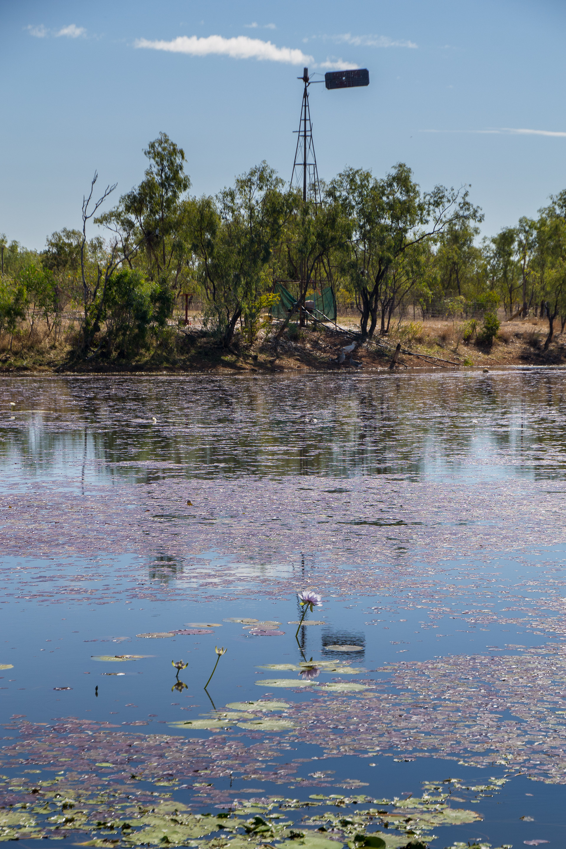 Twelve Mile Lagoon reflections, lilies and wildlife.