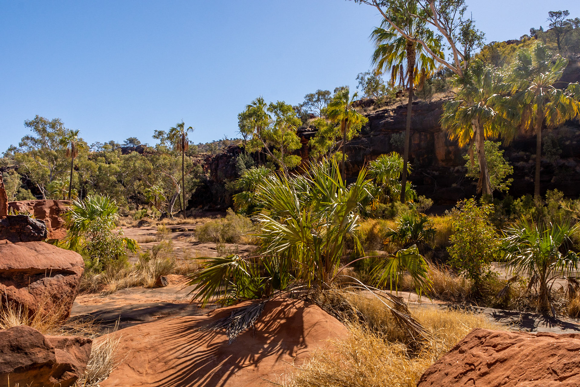 Palm Valley is home to the rare Central Australia Red Cabbage Tree