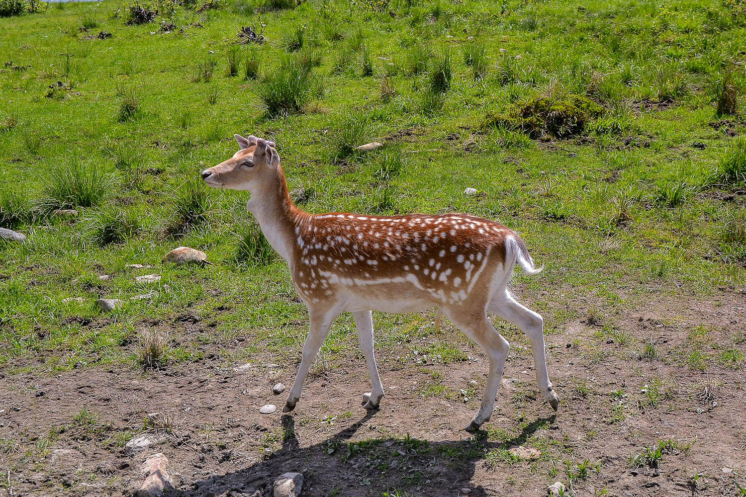 A Fallow Deer - This species is native from the E.astern Mediterranean and North Africa