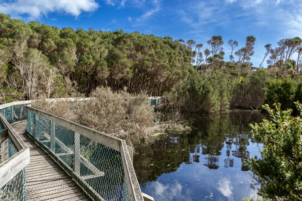Boardwalk through the wetlands of Narawntapu National Park
