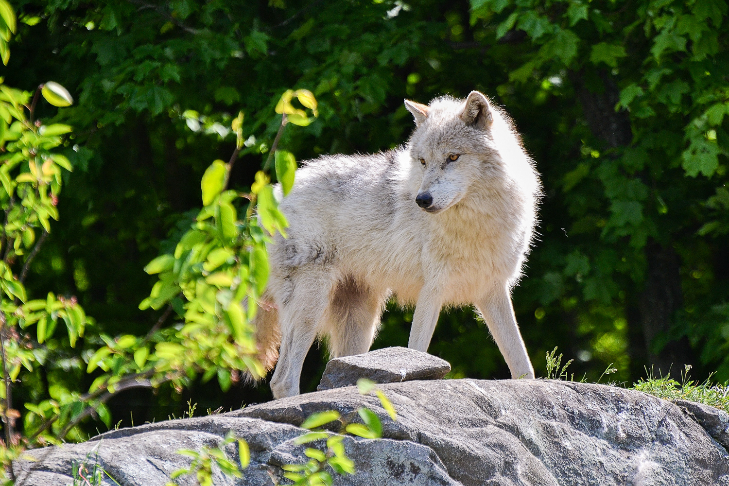 An Arctic Wolf watches us from a high vantage point.
