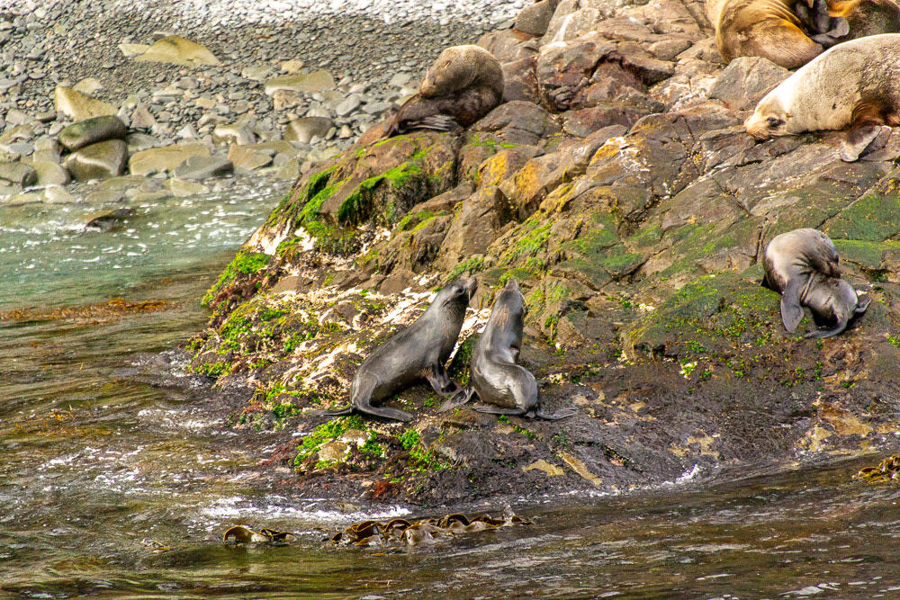 Australian Fur Seals blissfully going about their daily business.