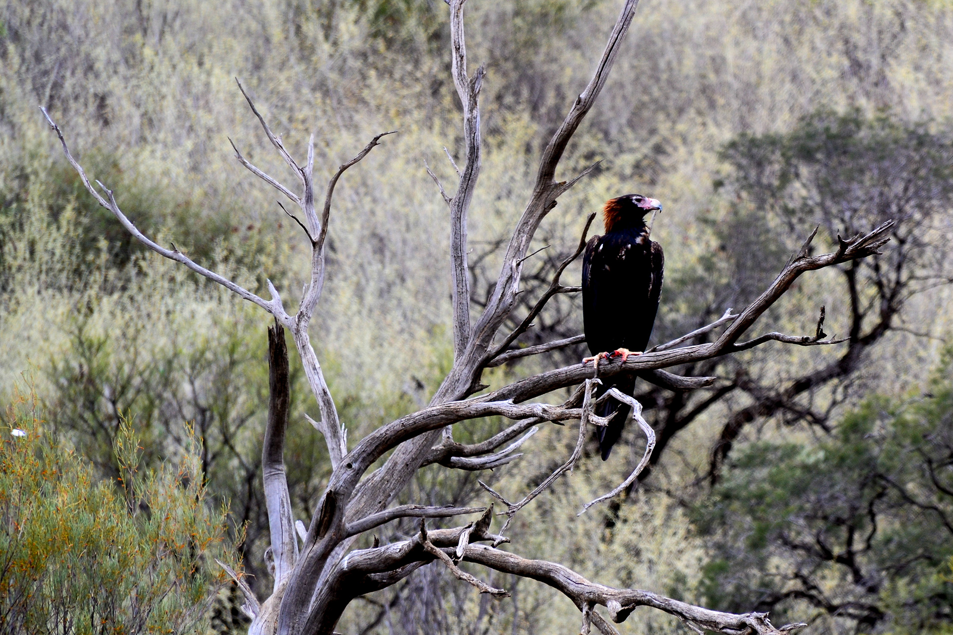 A Wedge Tail Eagle watches.