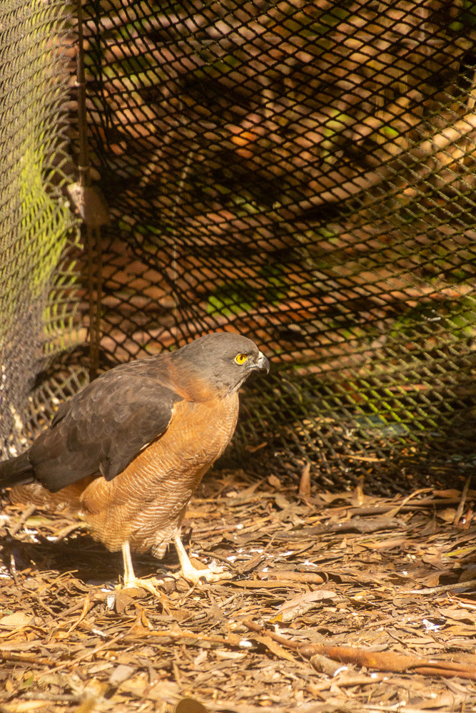A Brown Goshawk