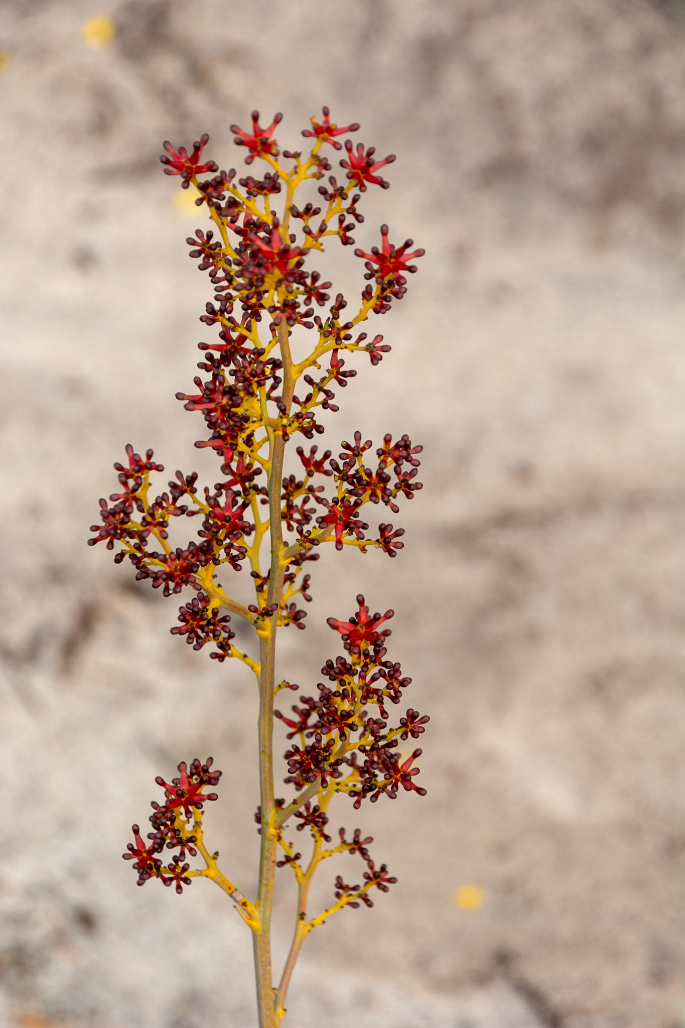 Wildflowers of all shapes and colour abound throughout the park.