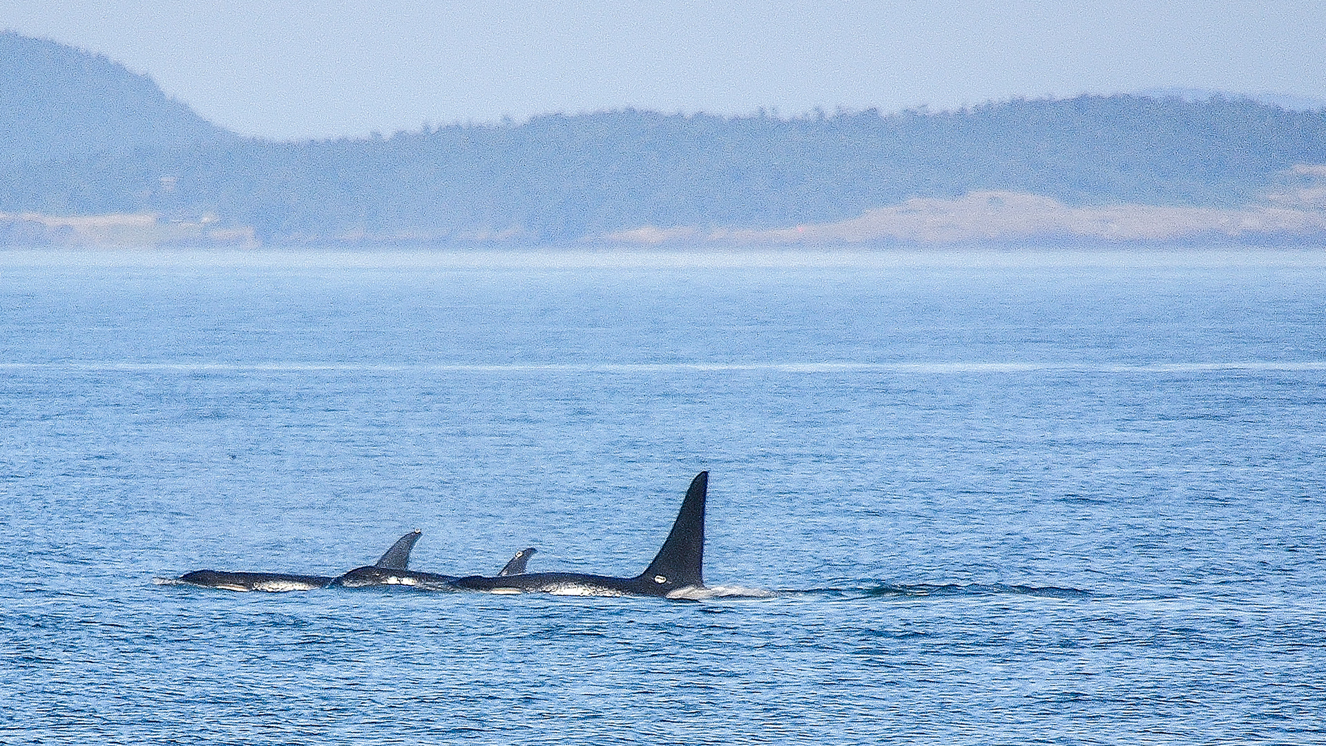 An orca pod glides majestically past us, but unfortunately not in a playful mood.