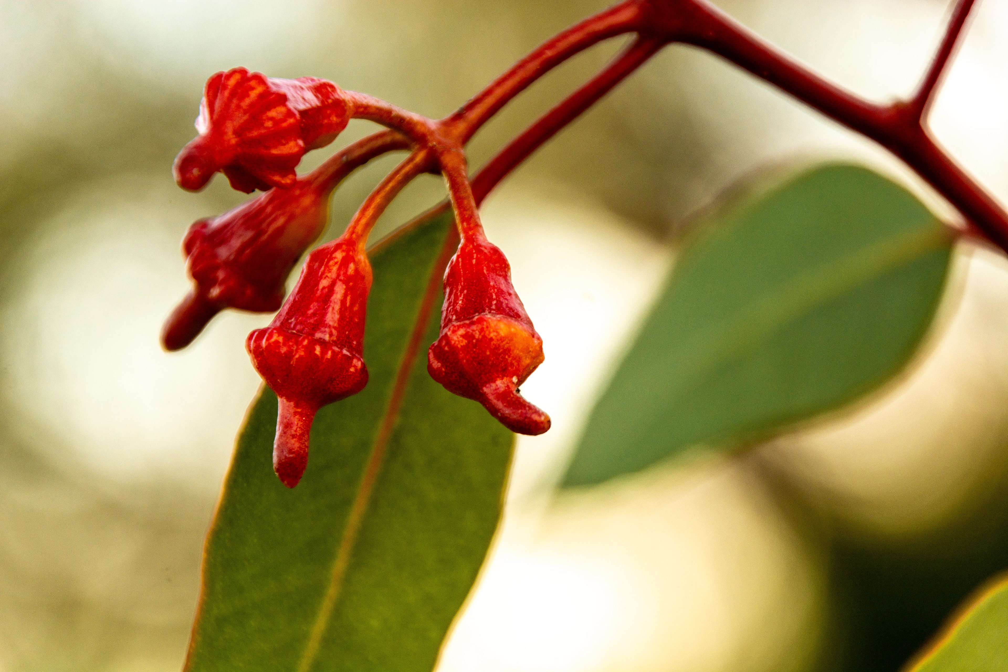 Deep red flower pods of a Eucalypt