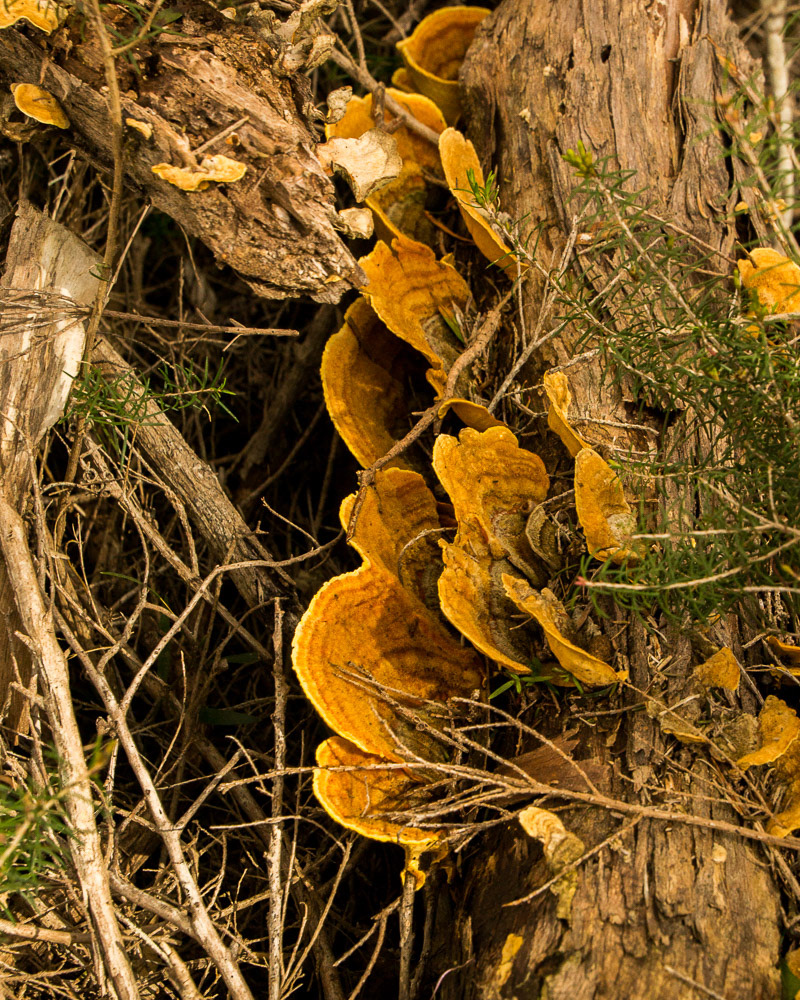 A splash of colourful fungi sprout from a tree-trunk.