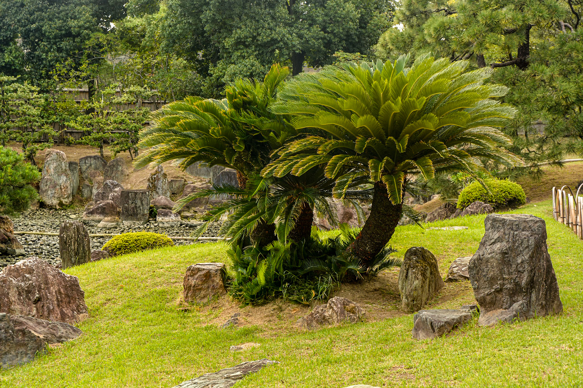 Ninomaru Garden - a King Sago palm Japan’s only native cycad, Cycas revoluta is an impressive feature plant beside the (empty on our visit) pond.