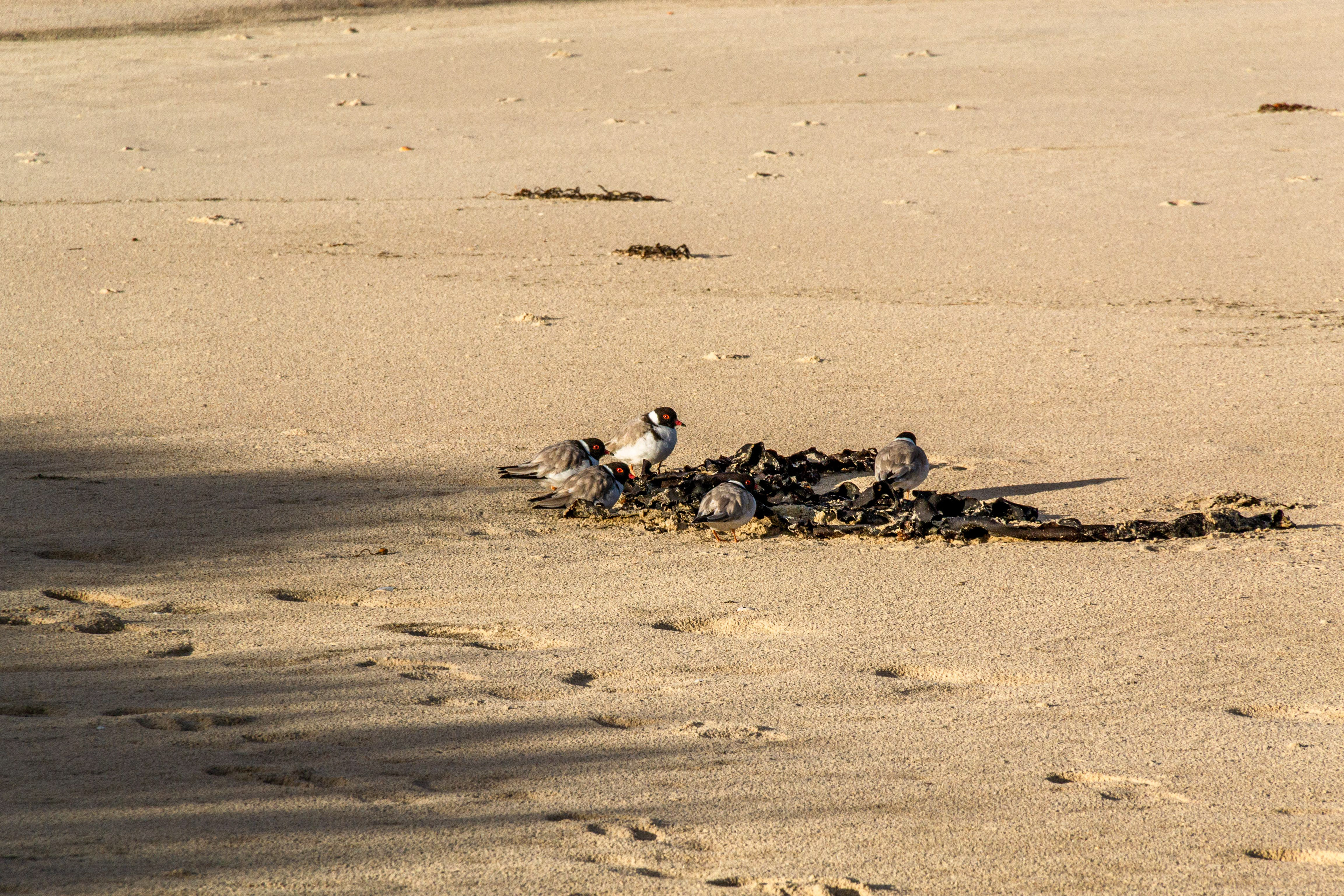 Hooded Plovers huddled in the seaweed.