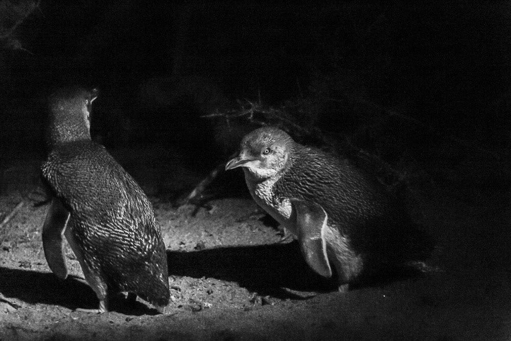 Fairy Penguins, Low Head.