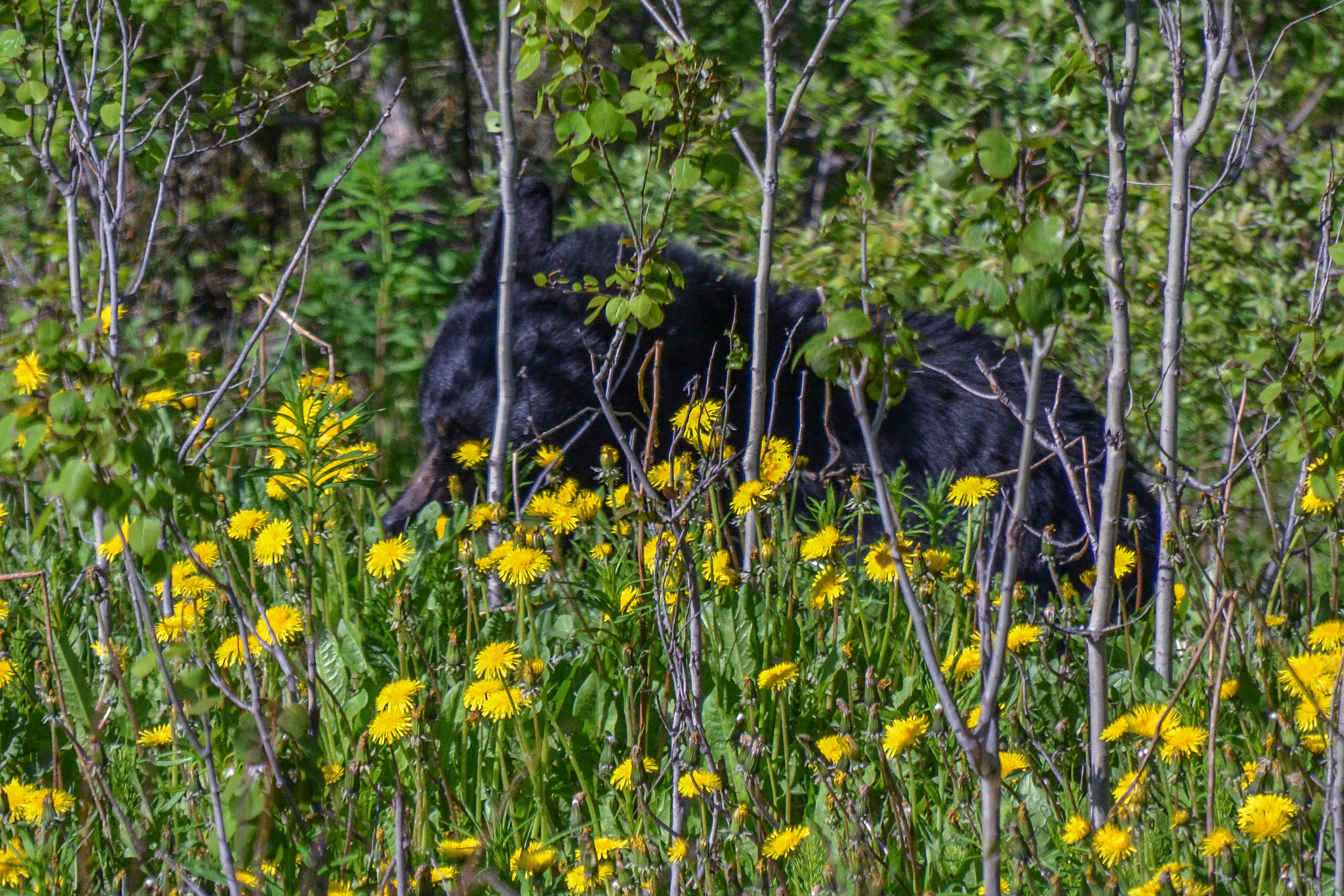 There's a bear in there ........this black bear cub by the roadside happily munching on fresh dandelion.