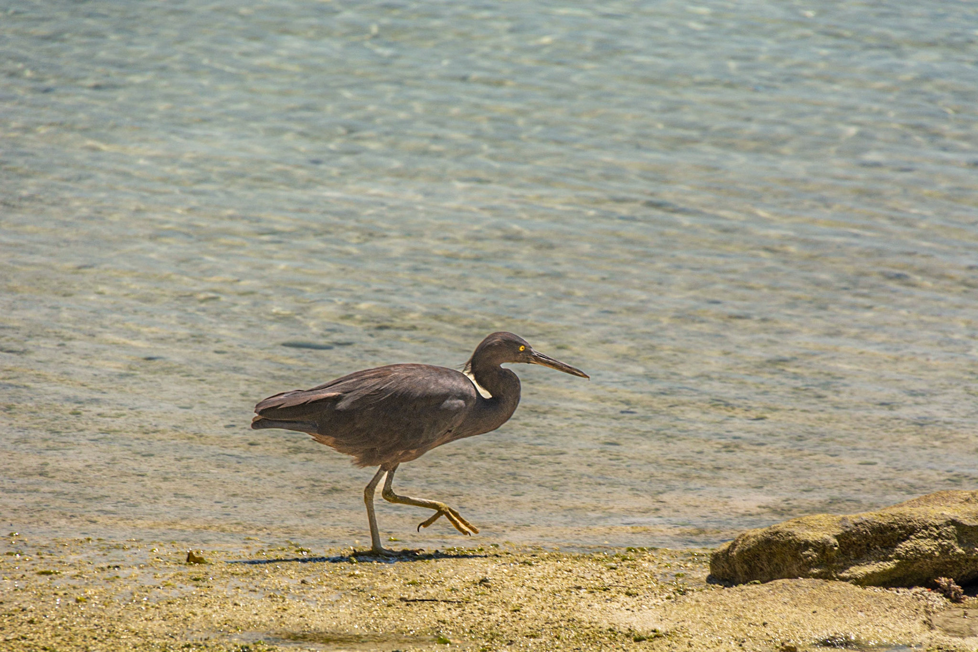 Pacific Reef Heron (Dark morph)