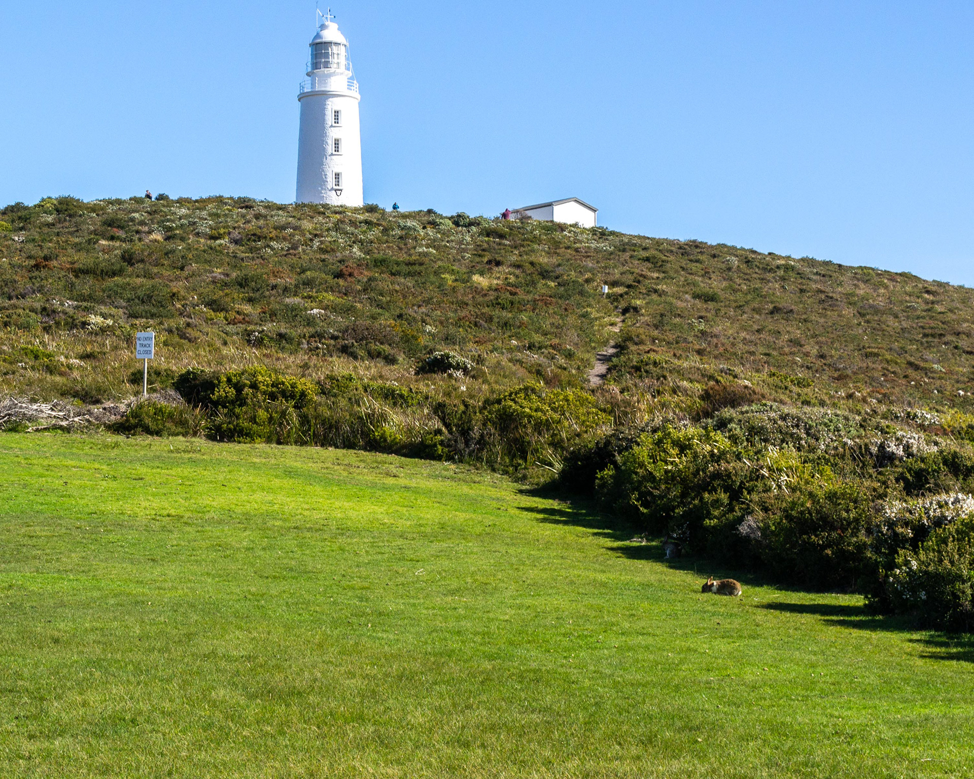 A Bruny Island bunny below the lighthouse.