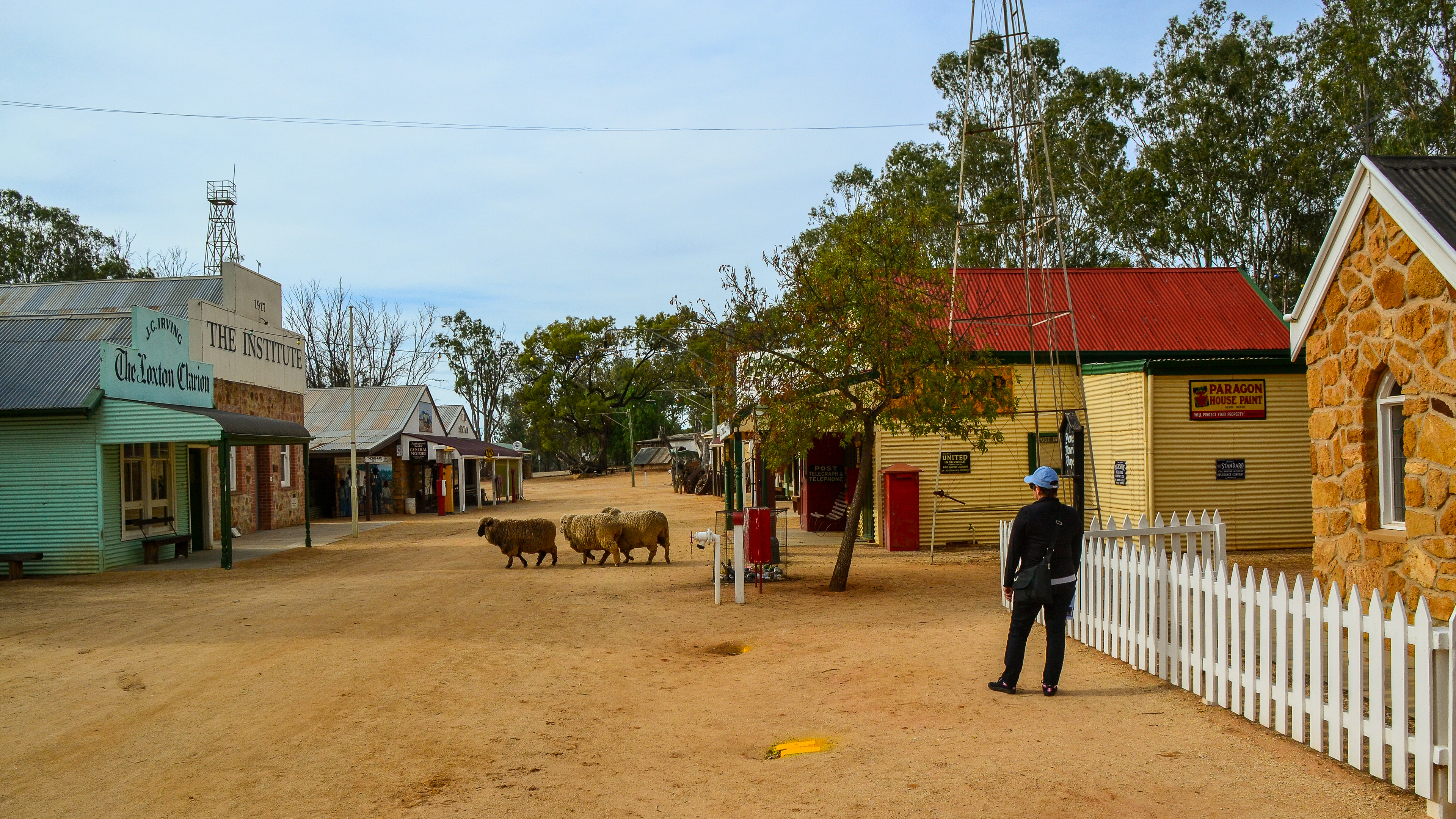 Loxton, merinos roam the streets of the pioneer village.