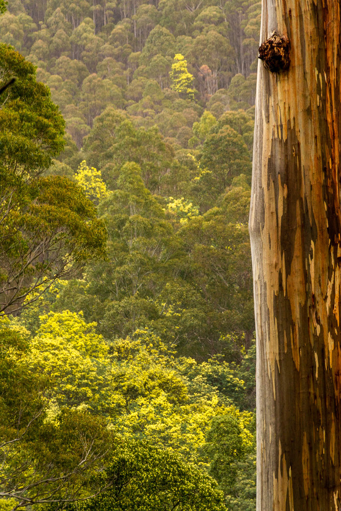 Golden blossoms of the wattle provide a splash of colour in the forest canopy below.