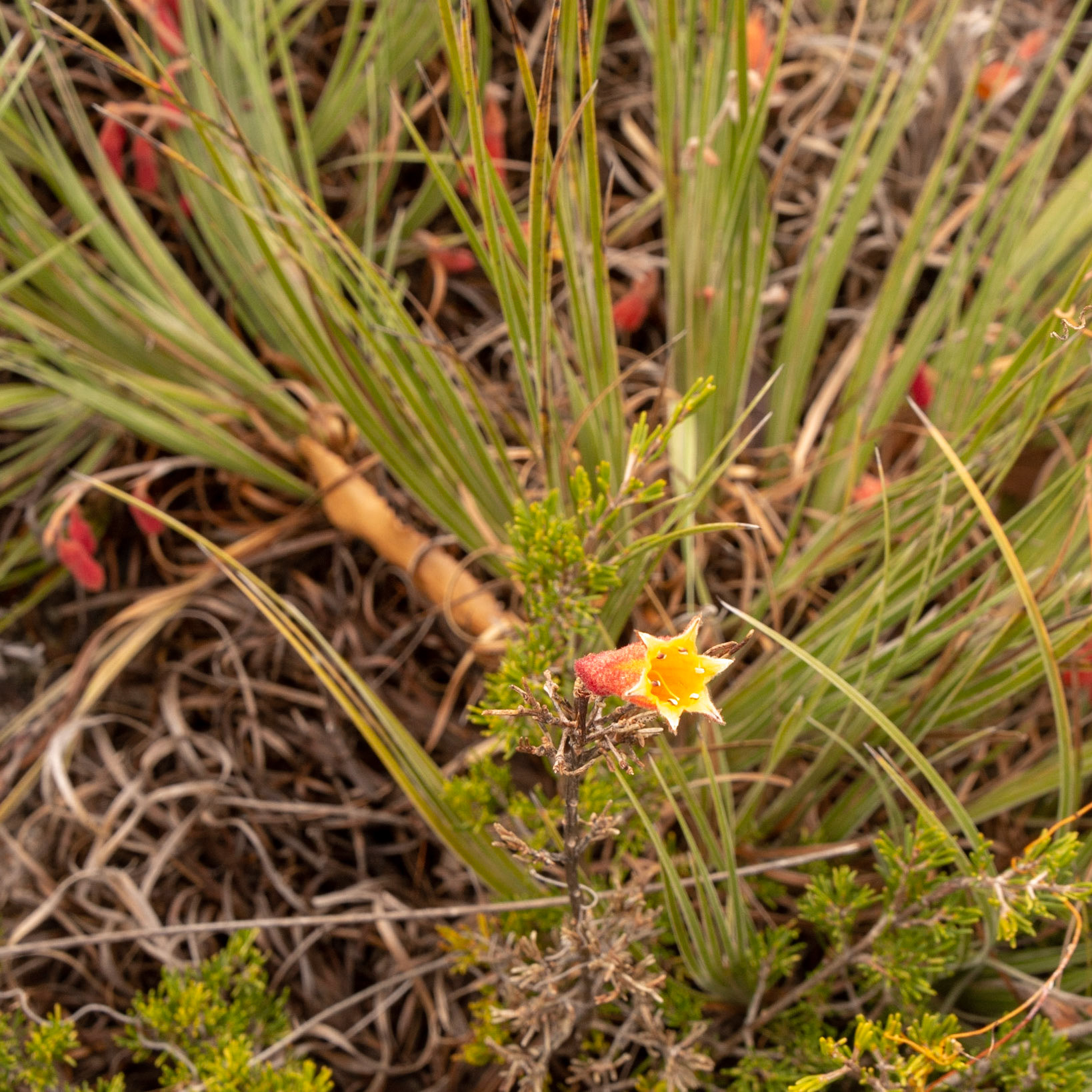 Wildflowers of all shapes and colour abound throughout the park.