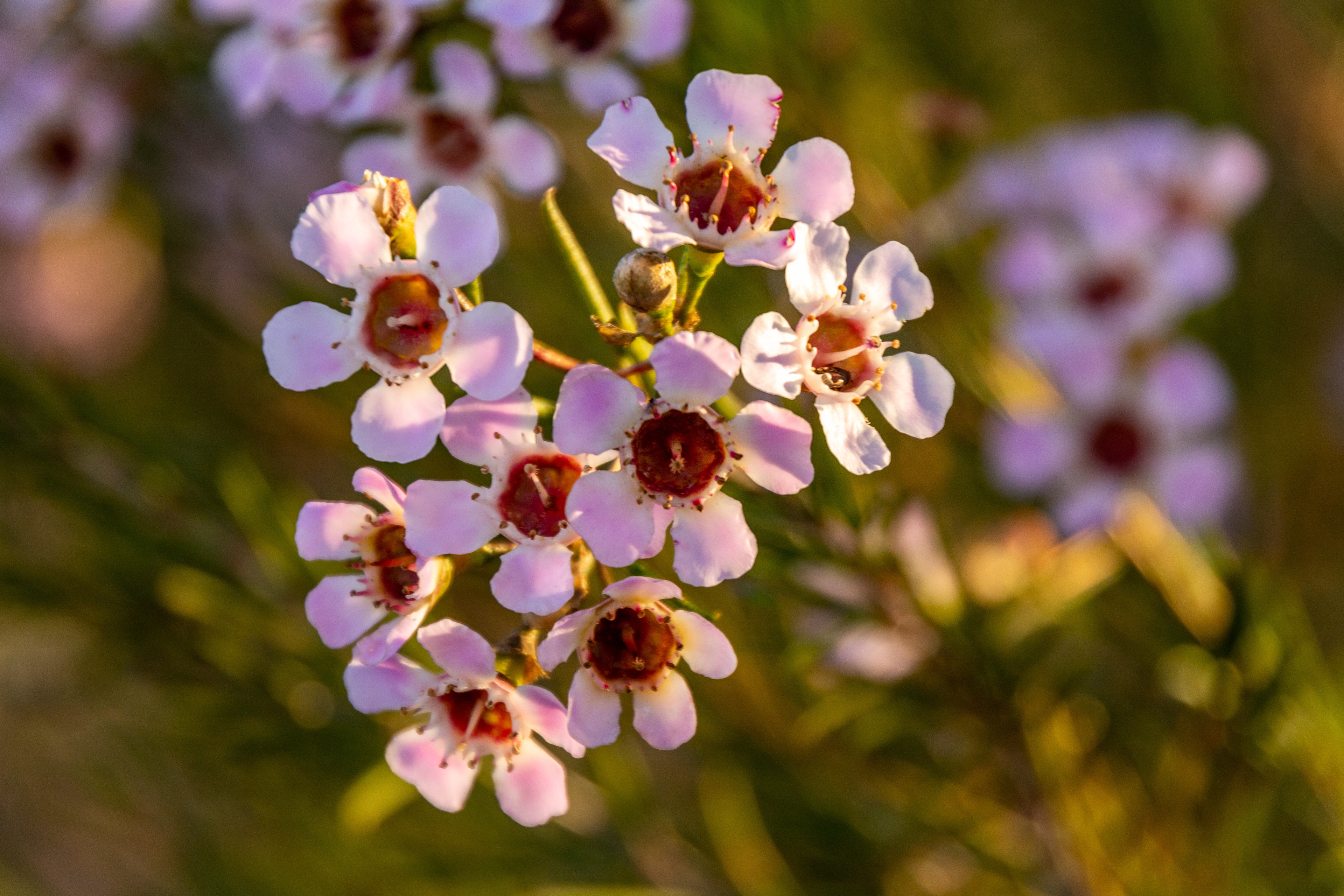 Prolific blooms of the Geraldton Wax