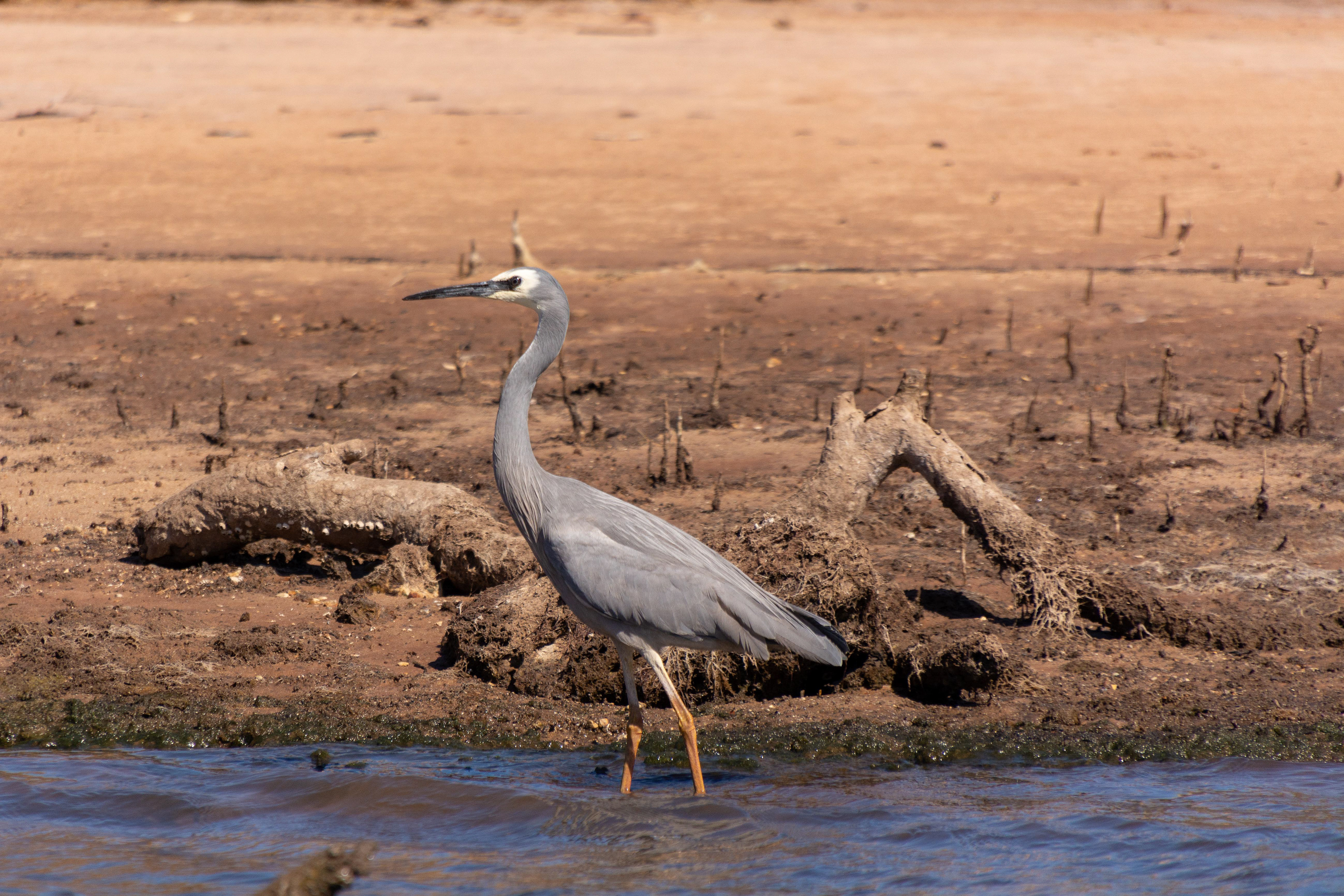 A White-faced Heron wading along the edge of Yardie Ck searching for prey.