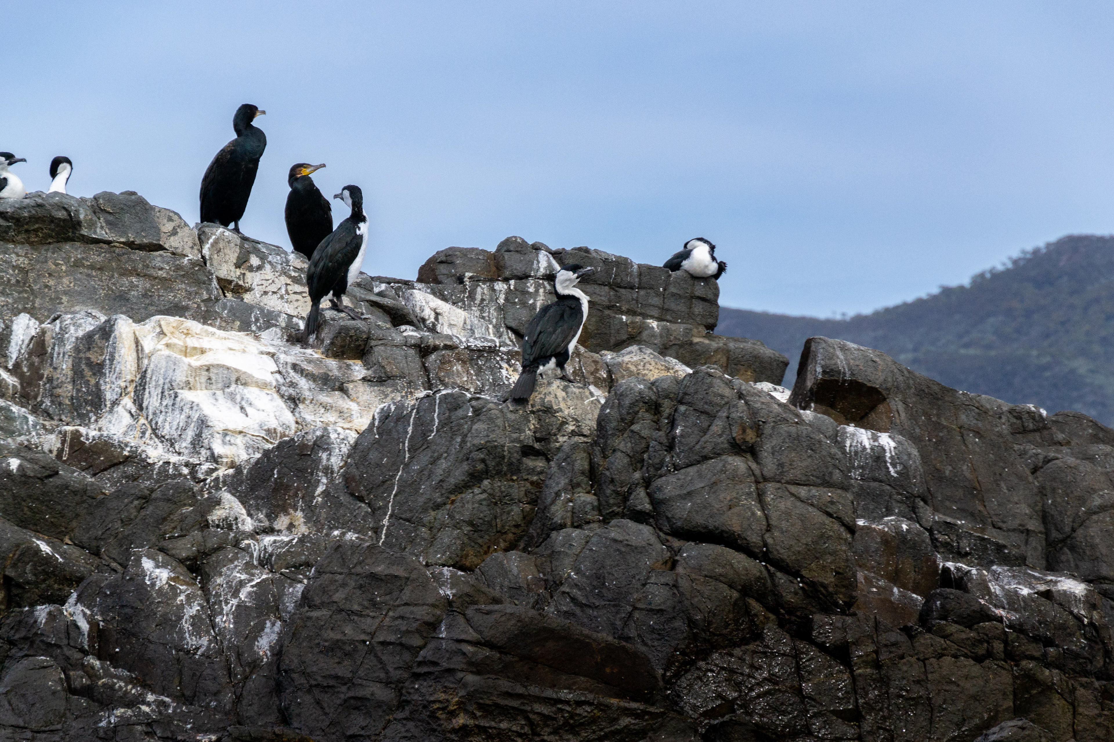 Pied Cormorants mark their territory.