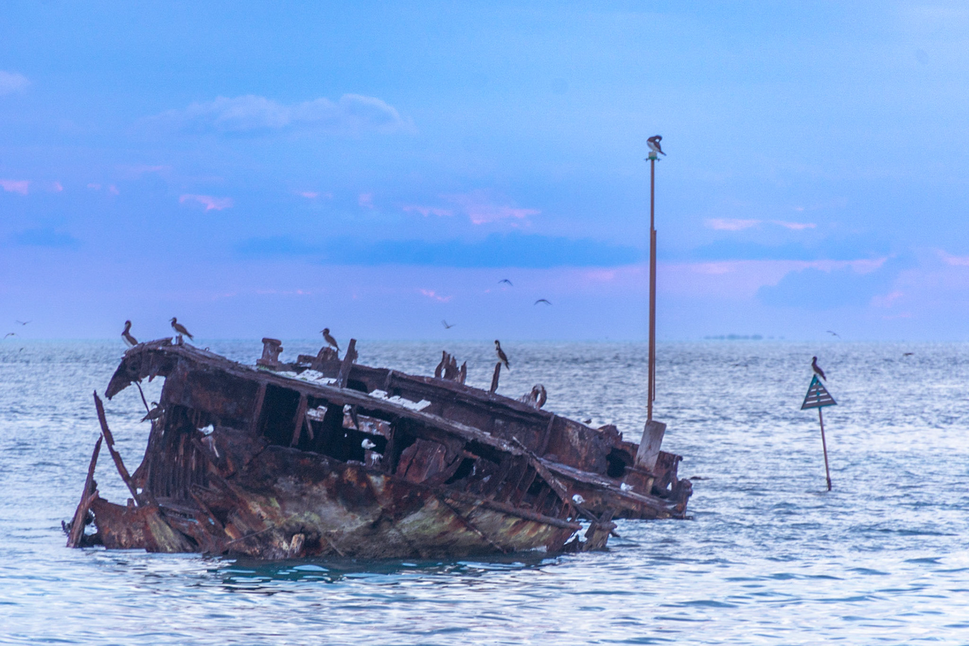 HMAS Protector an ideal roost for seabirds.
