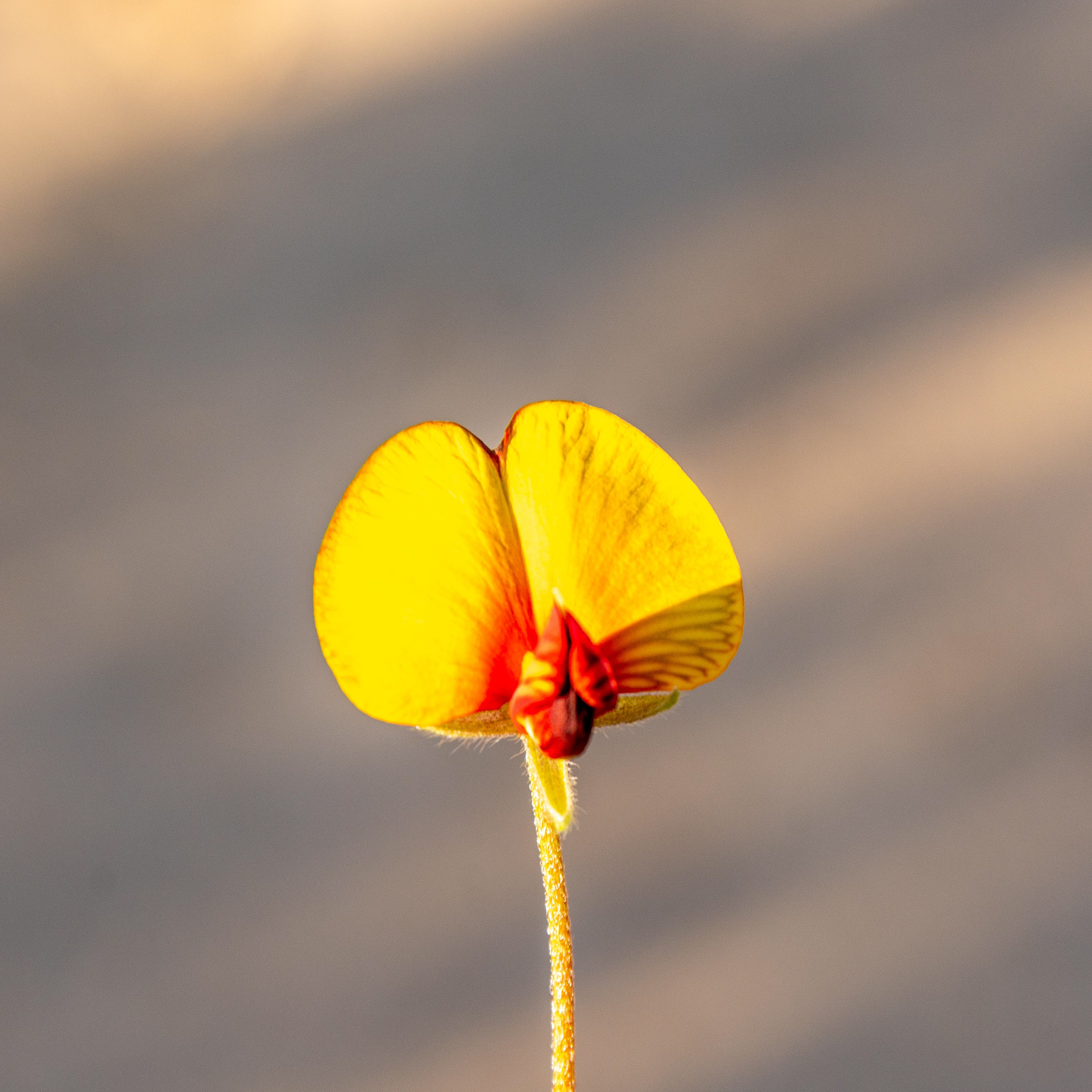 - bright egg-yellow/red pea flowers