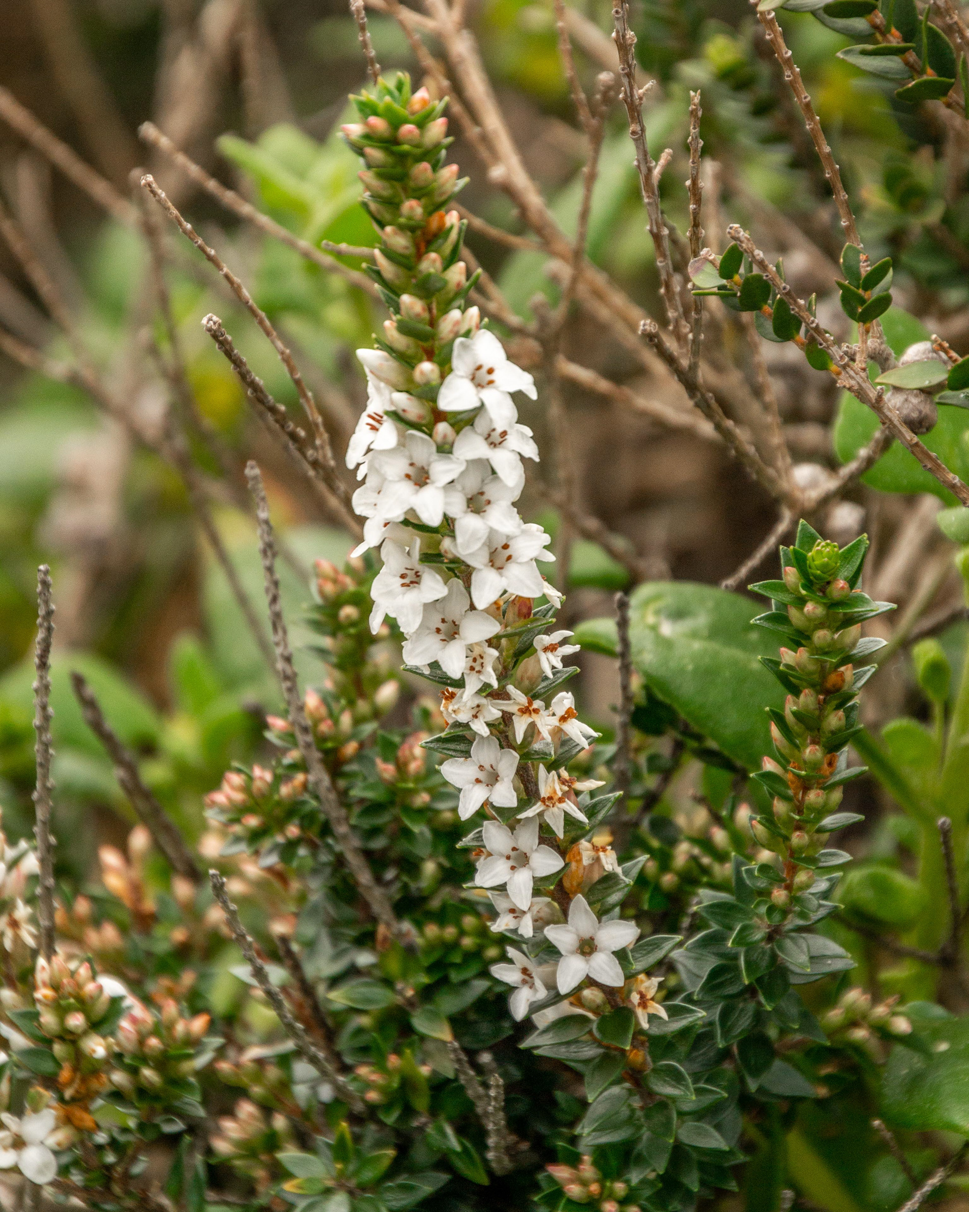 Epacris Marginata - a type of heath endemic to Tasmania.