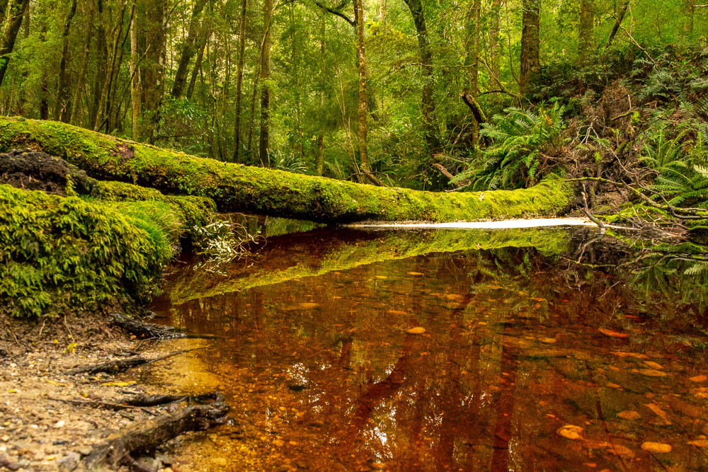 Botanical Creek flows through temperate rainforest ferns and vegetation.