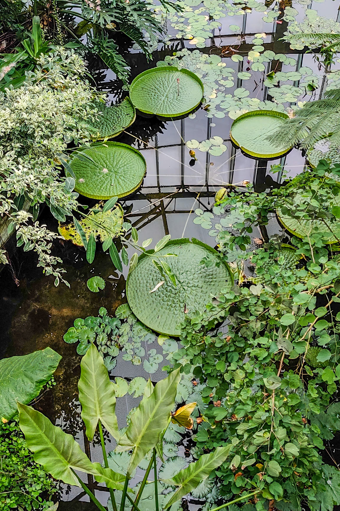 Shinjuku-Gyoen Gardens nursery, plate-like water lilies.