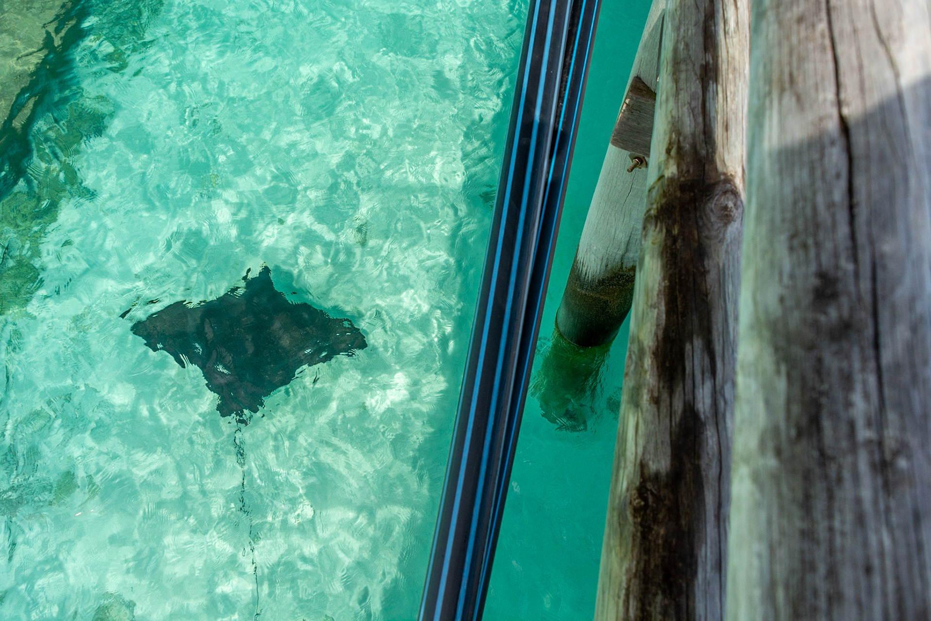 A Whiptail Ray beside the jetty.
