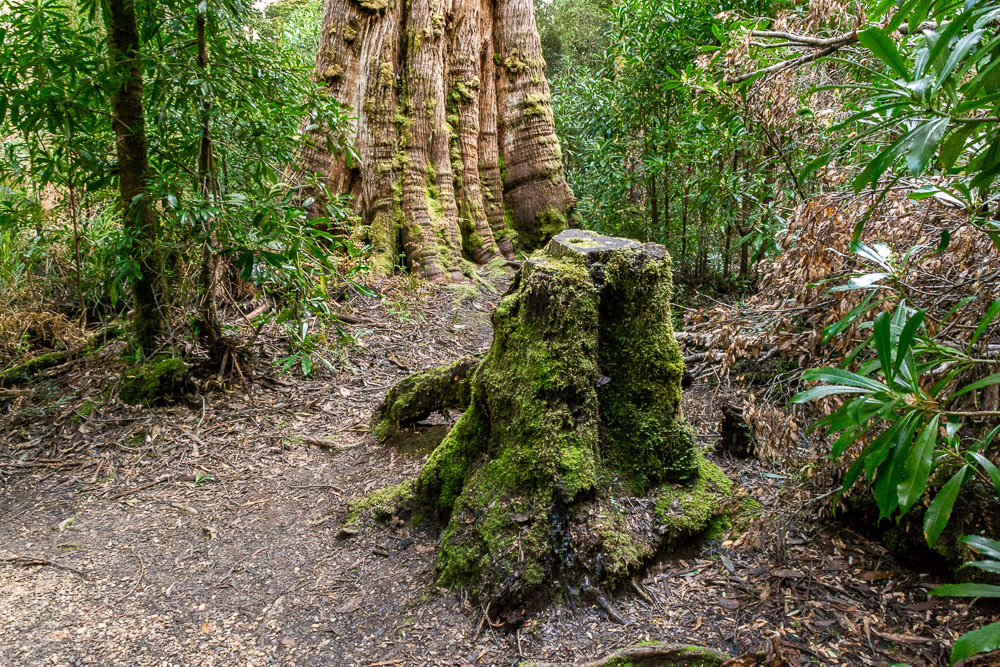Some of Tasmania’s unique tree species including stringybark, king billy pine, sassafras, leatherwood, celery top pine as well as a plethora of mosses, ferns and fungi are encountered.