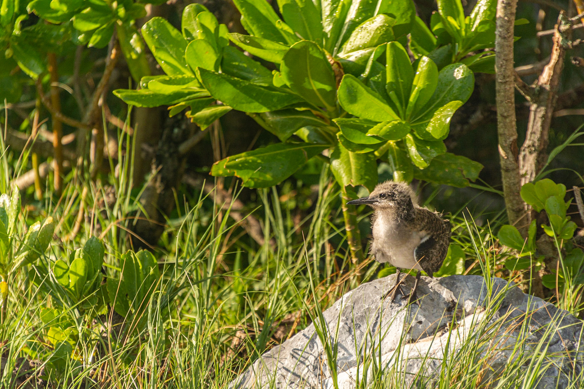 A juvenile Gull emerges from the shrubbery.