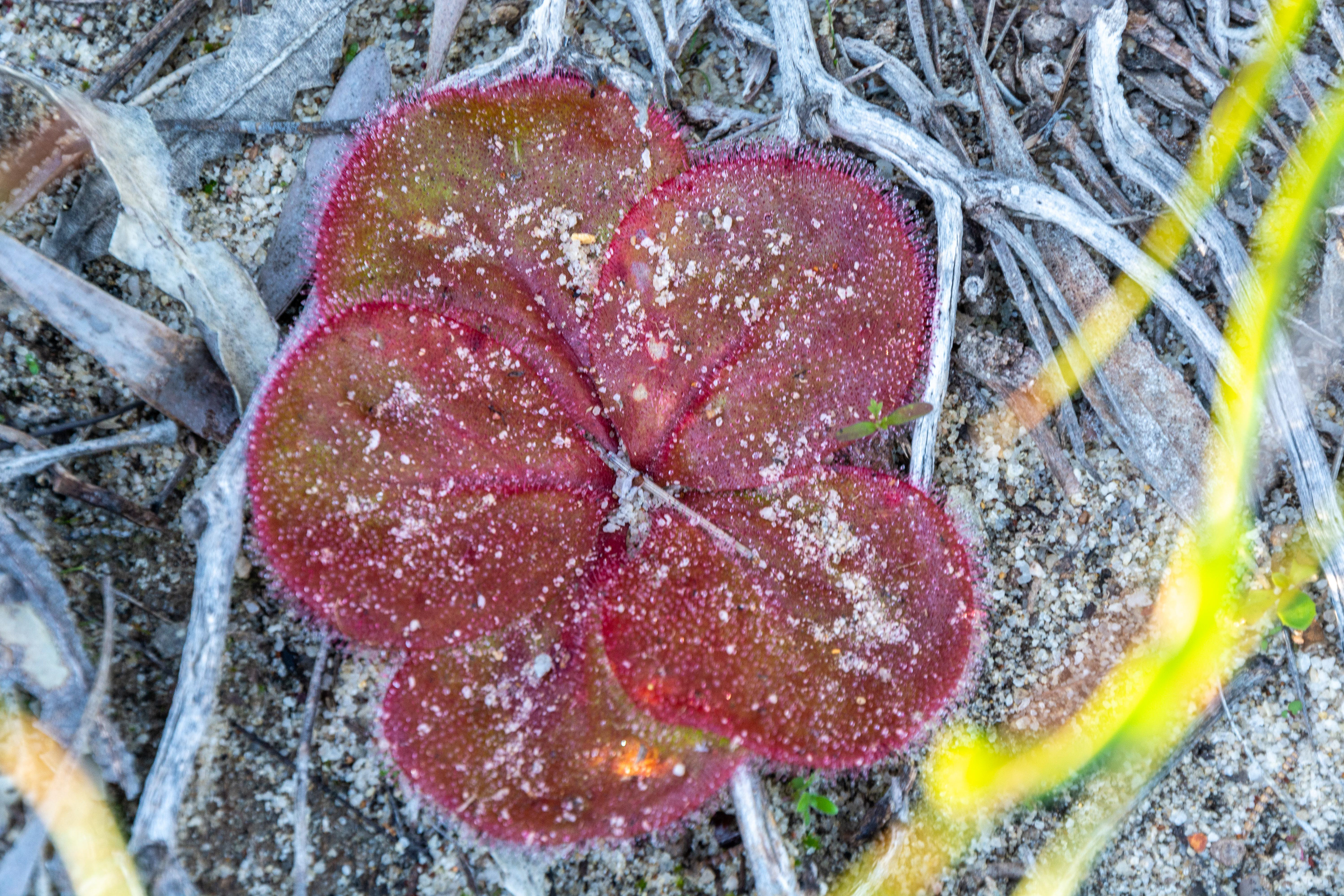 Drosera magna or commonly known as sundews. A carnivorrous plant.