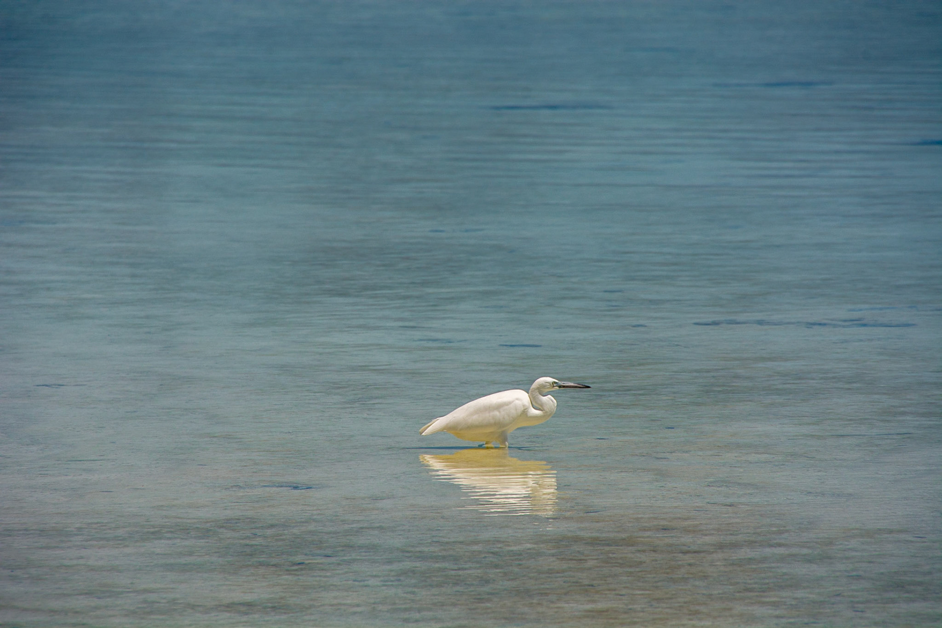 Pacific Reef Heron