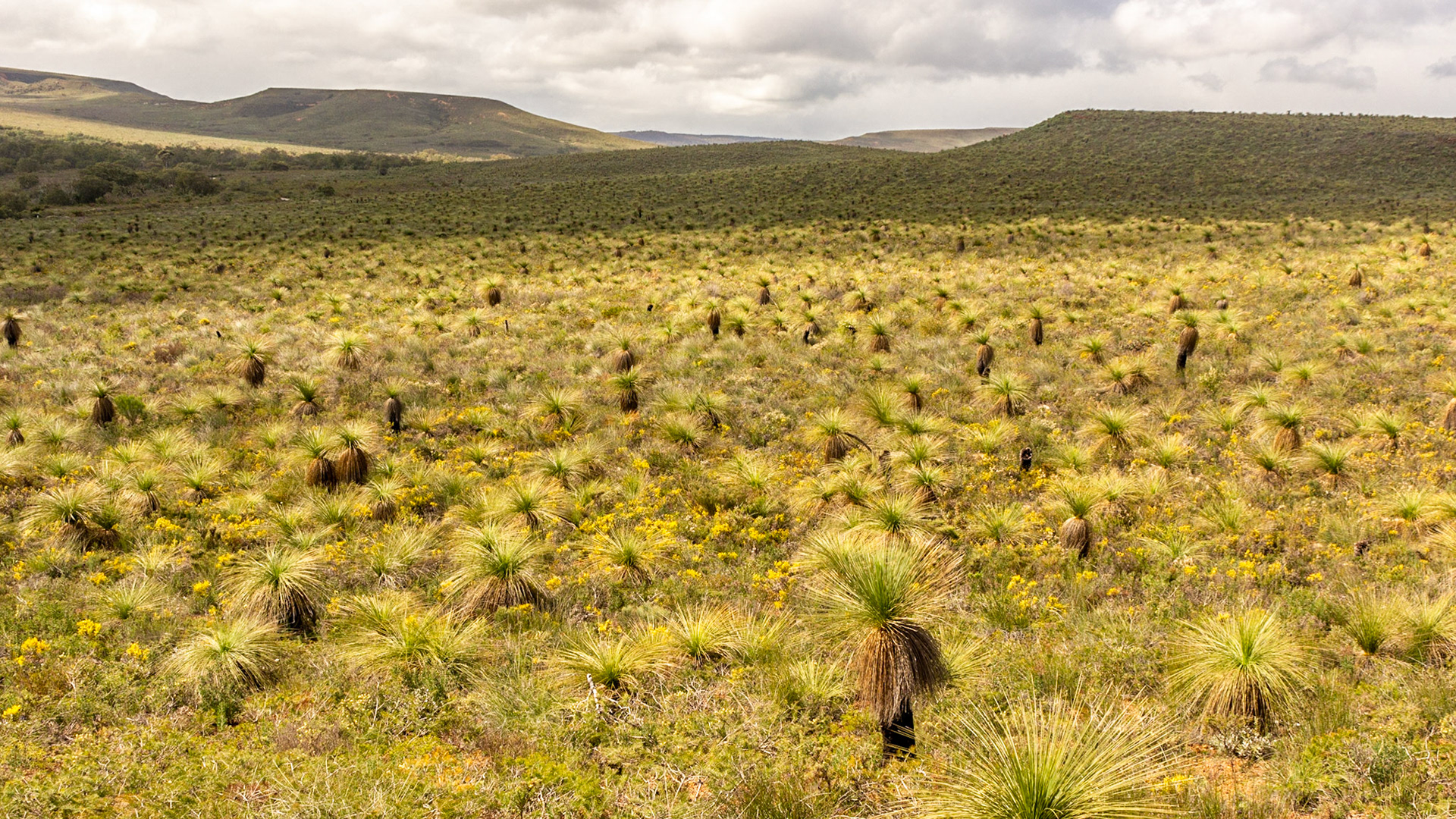 Lesueur NP - Grass trees dot the landscape