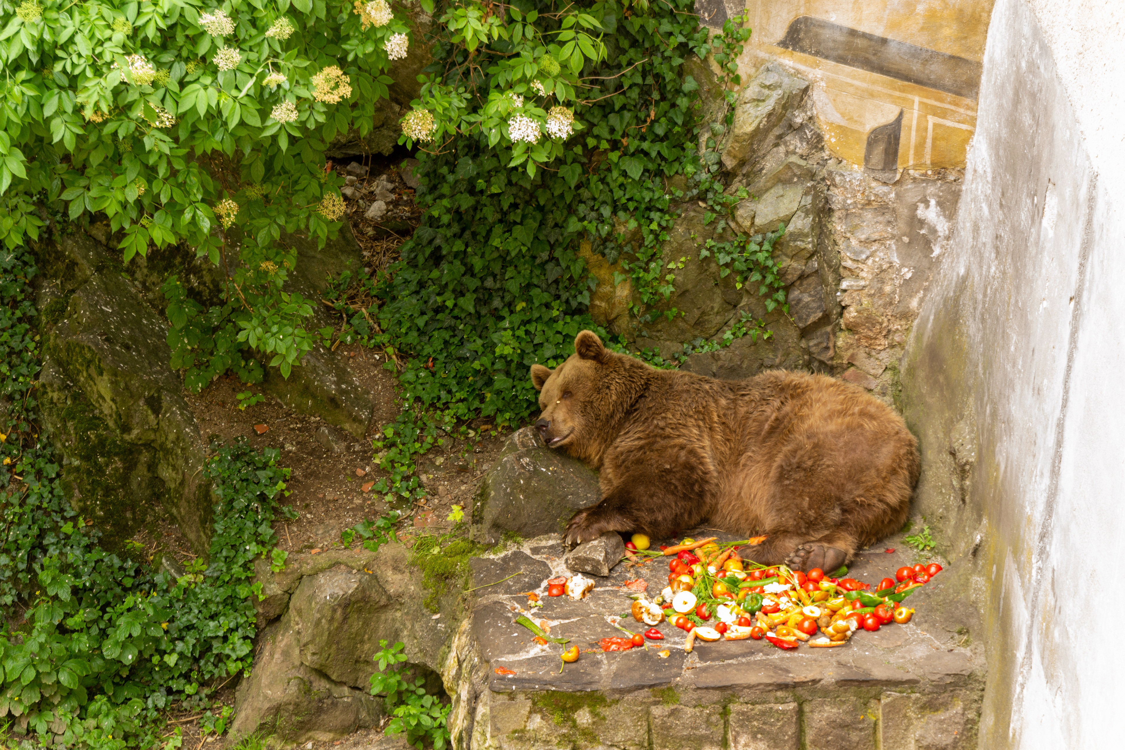 Bears are kept in the Bear Moat at Český Krumlov Castle as living proof of a presumed relation between the Lords of Rosenberg and Italian family of Orsini.