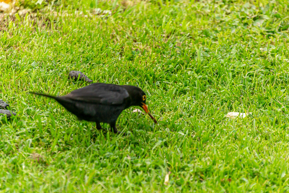 An early Blackbird gets a worm