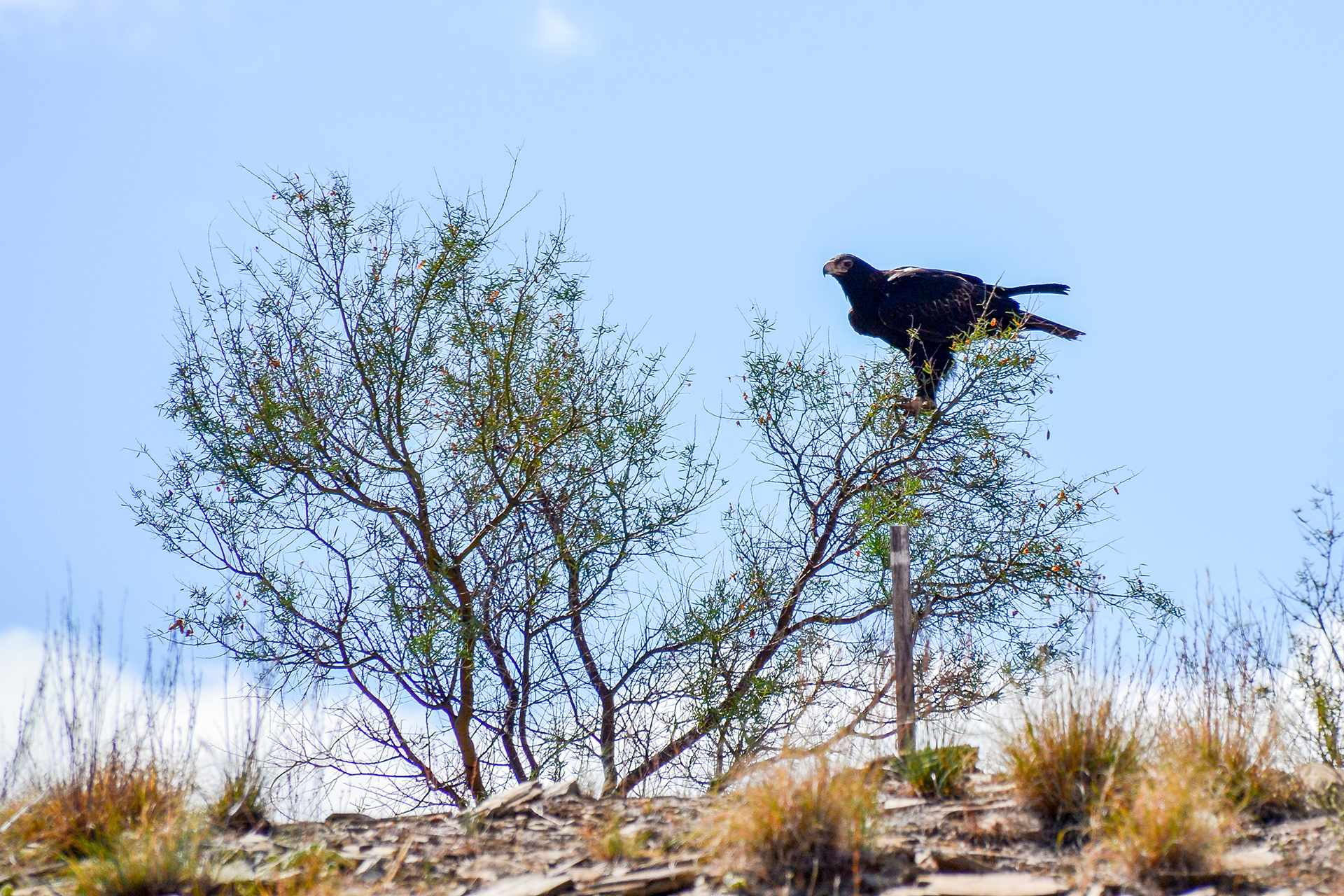 A Wedge Tail Eagle observes our passage.