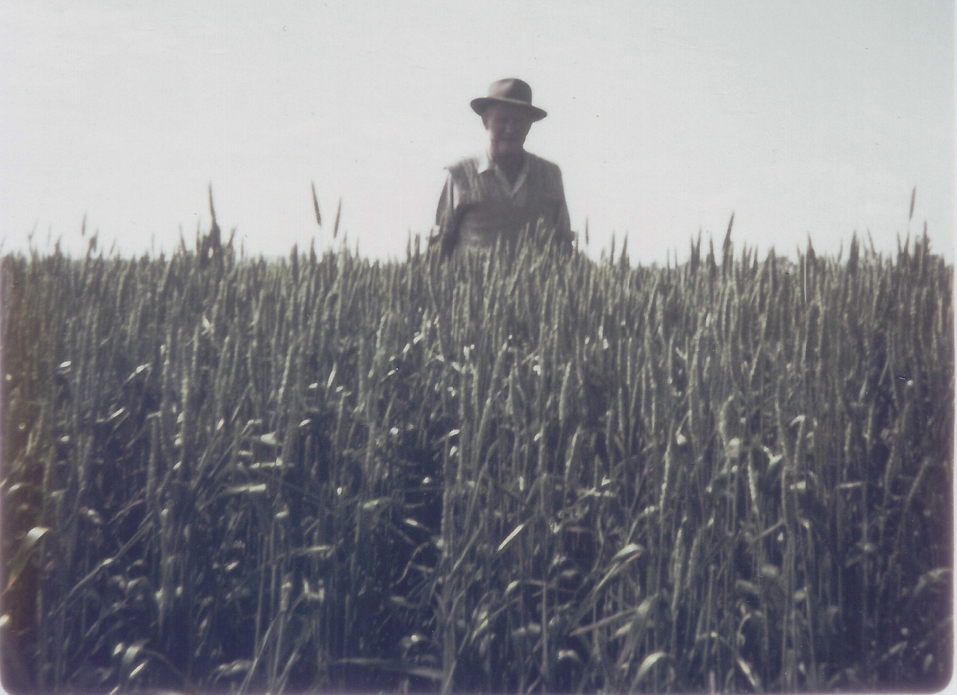 Bill in a bumper wheat crop shortly (not long before his death).