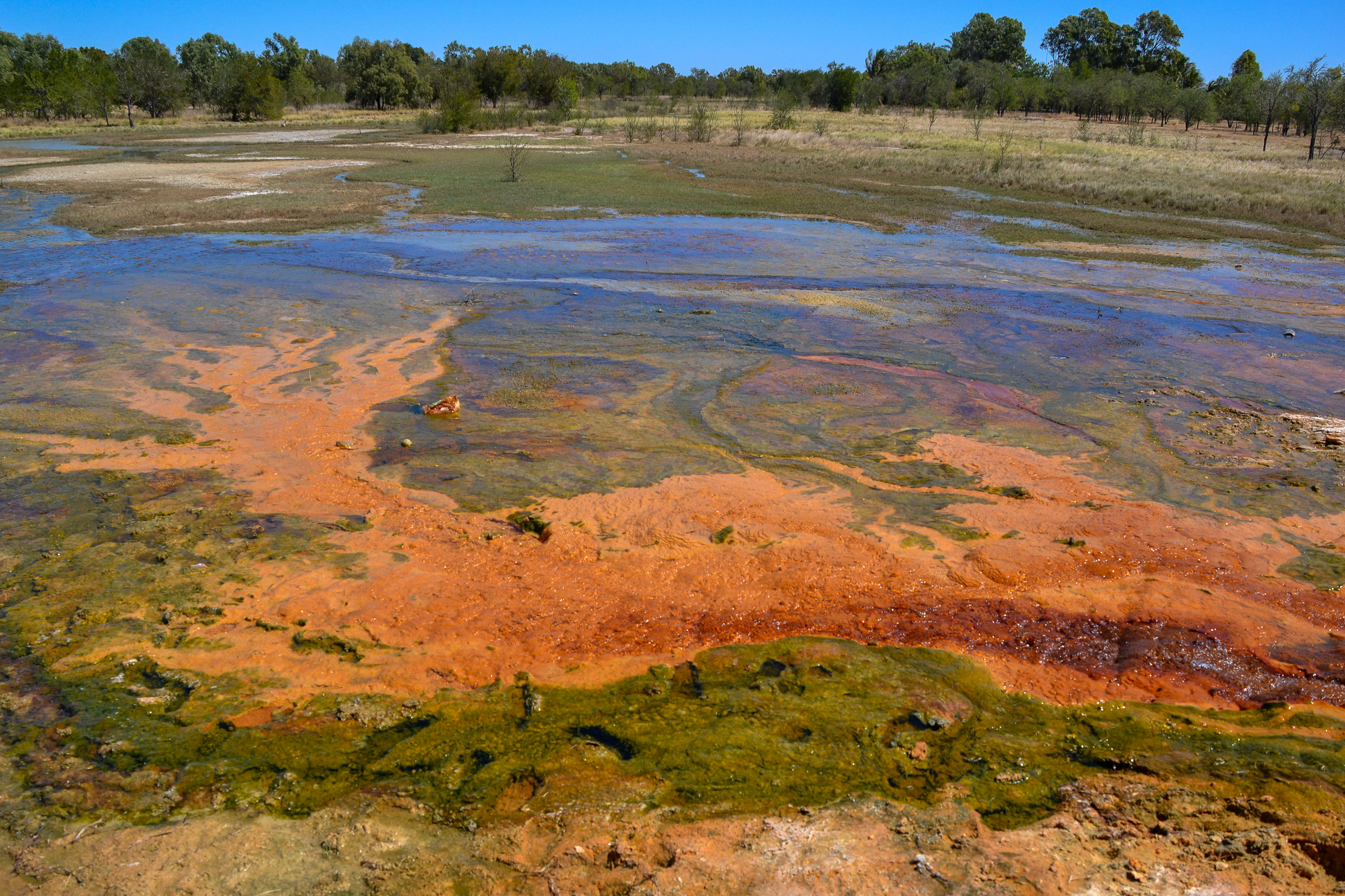 Bourketown Bore's artesian water, full of all sorts of minerals, flowing out on the ground, creating a very unusual environment in the flooded acres.